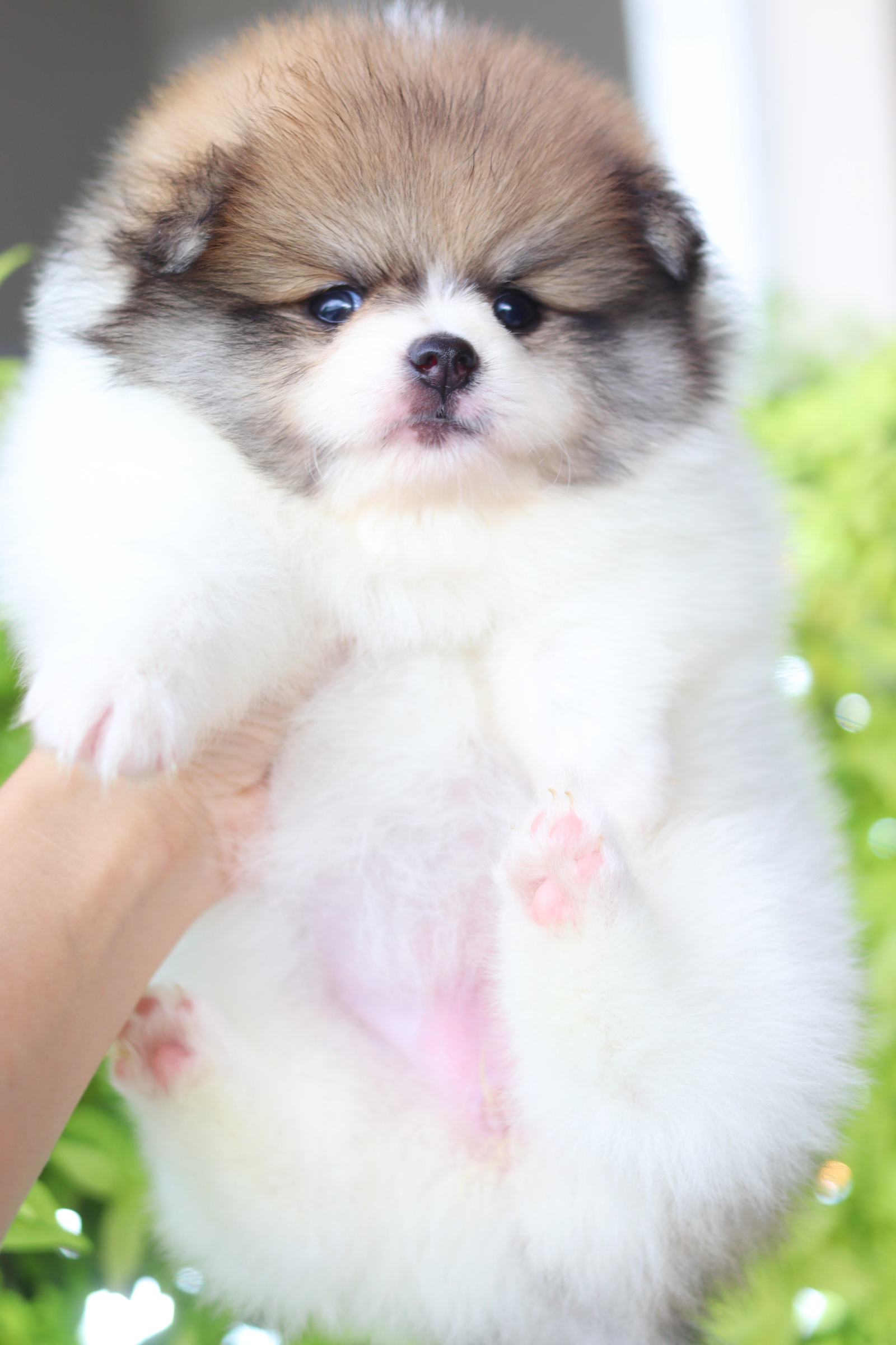 ปอมเมอเรเนียน เพศเมียสีแฟนซี