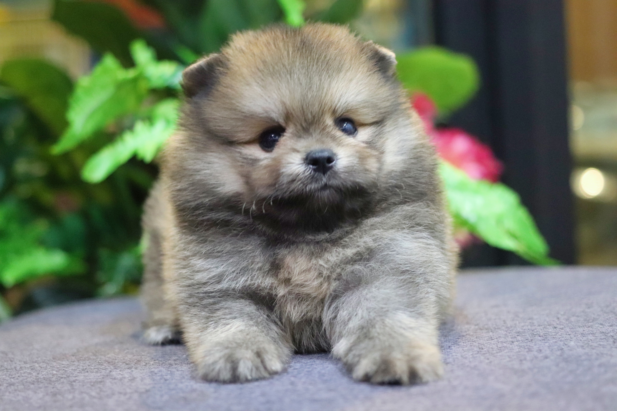 ปอมเมอเรเนียน เพศผู้ สีส้ม