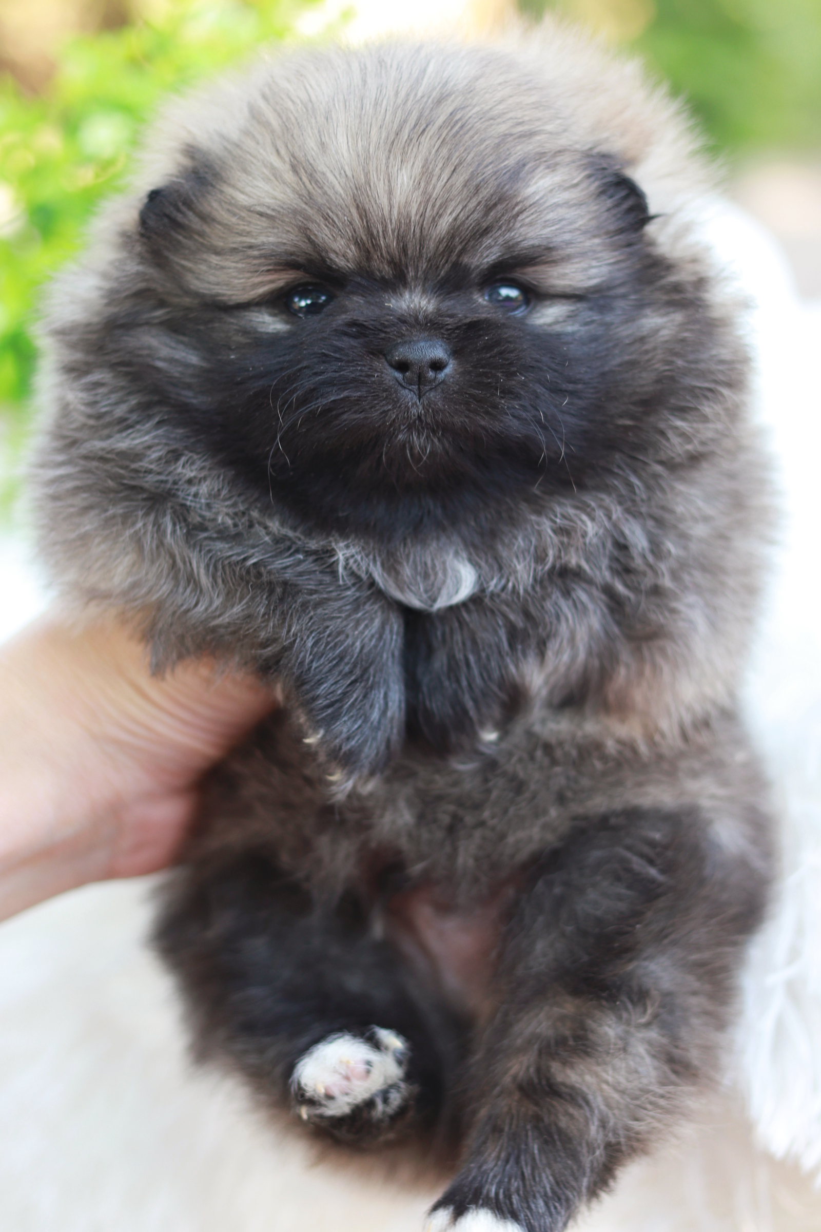 ปอมเมอเรเนียน เพศผู้