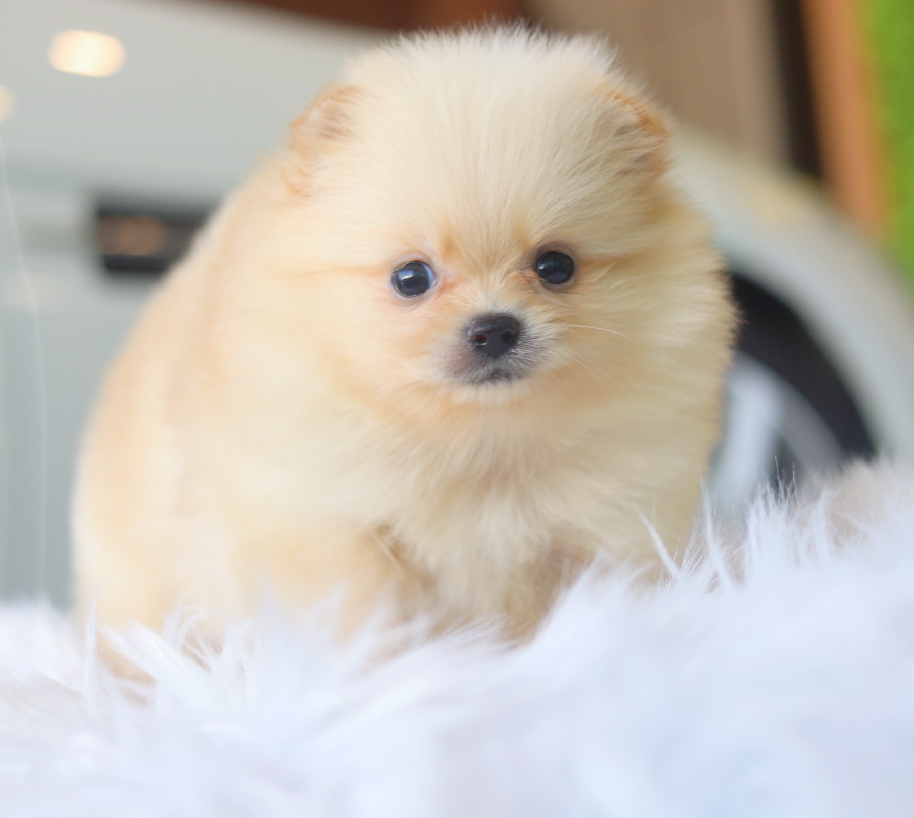 ปอมเมอเรเนียน เพศเมียสีครีม