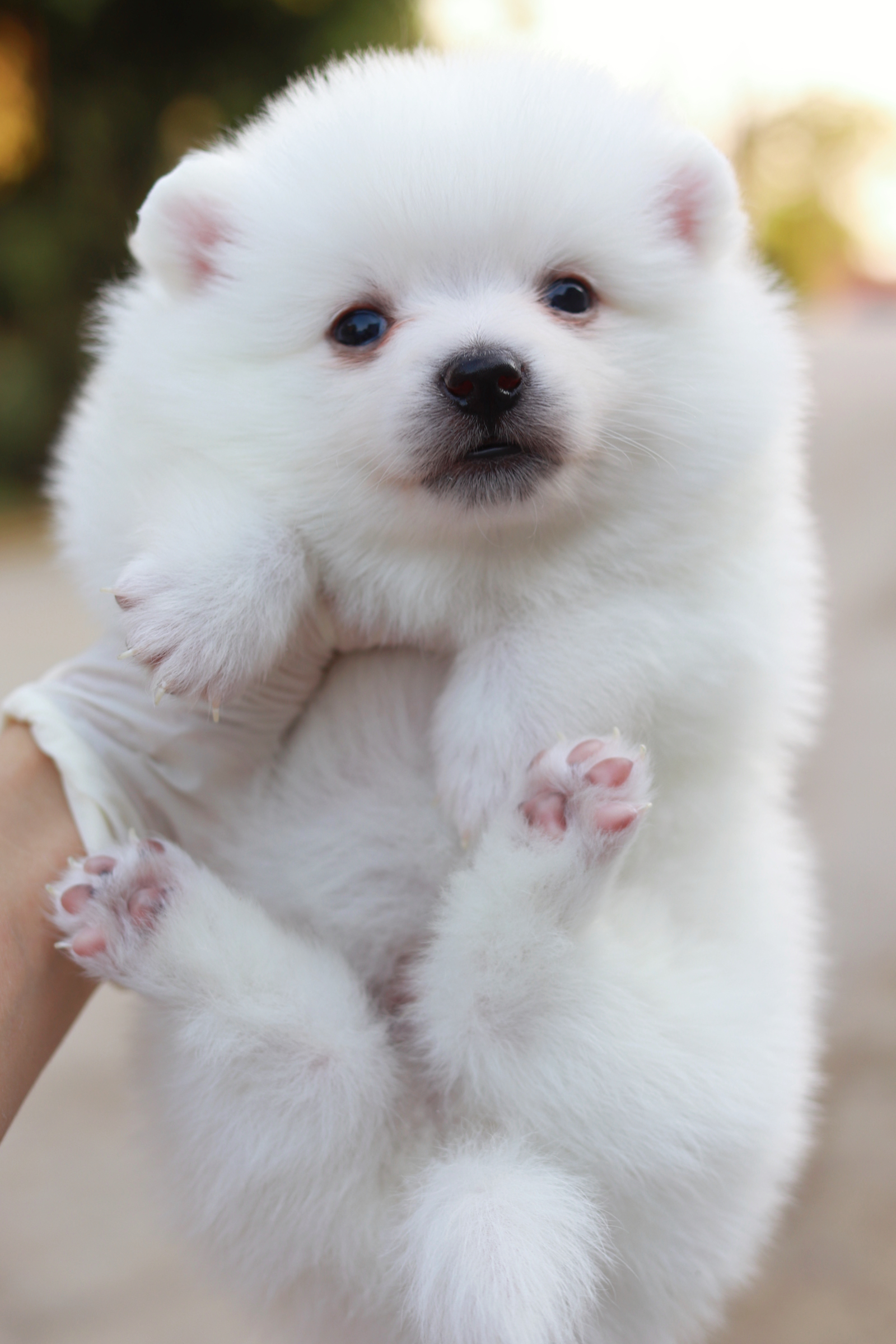 ปอมเมอเรเนียน เพศผู้ขาว