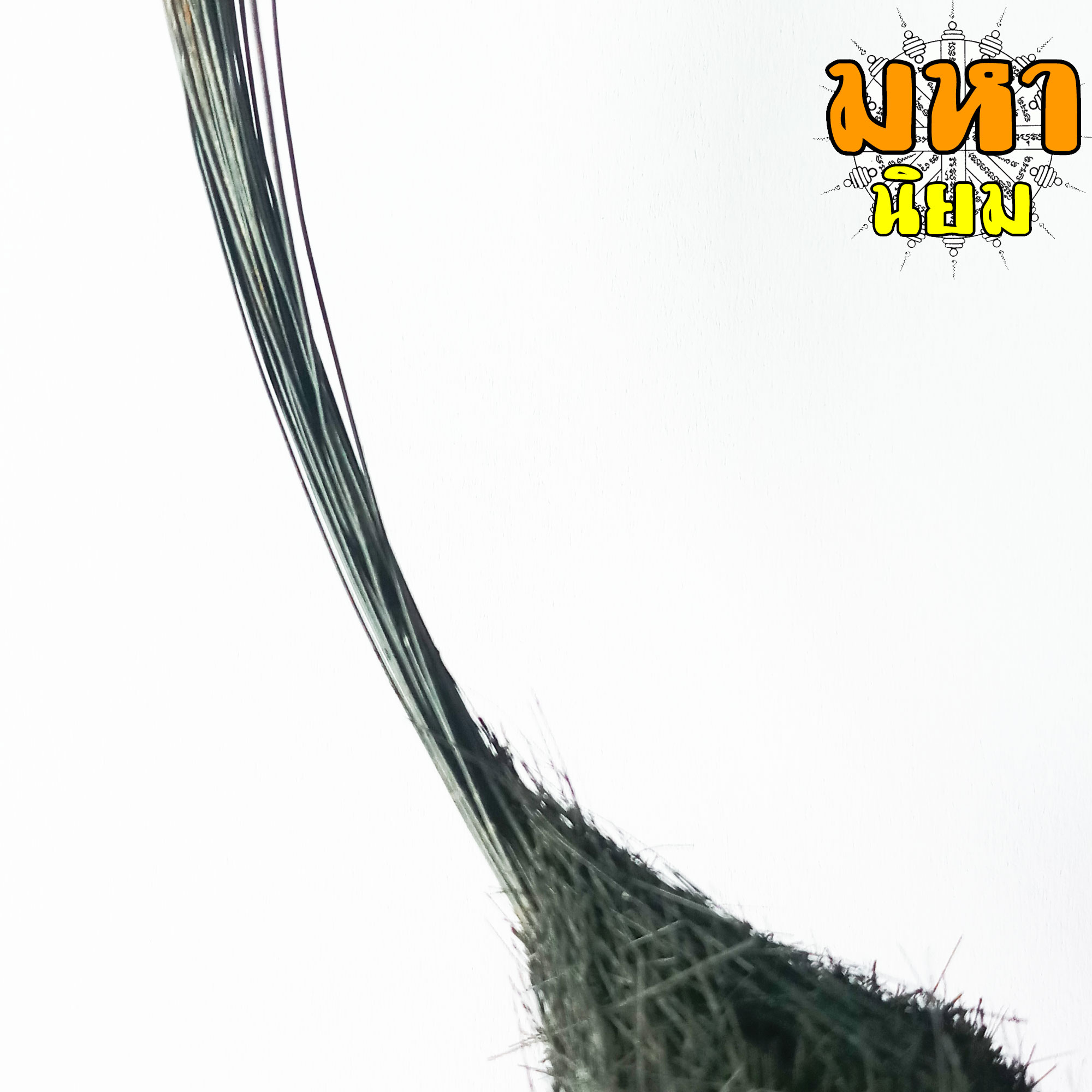 ช้องหมูป่า โปรดใช้วิจารณญาณ (ไม่สามารถเปิดเผยแหล่งที่มาได้)