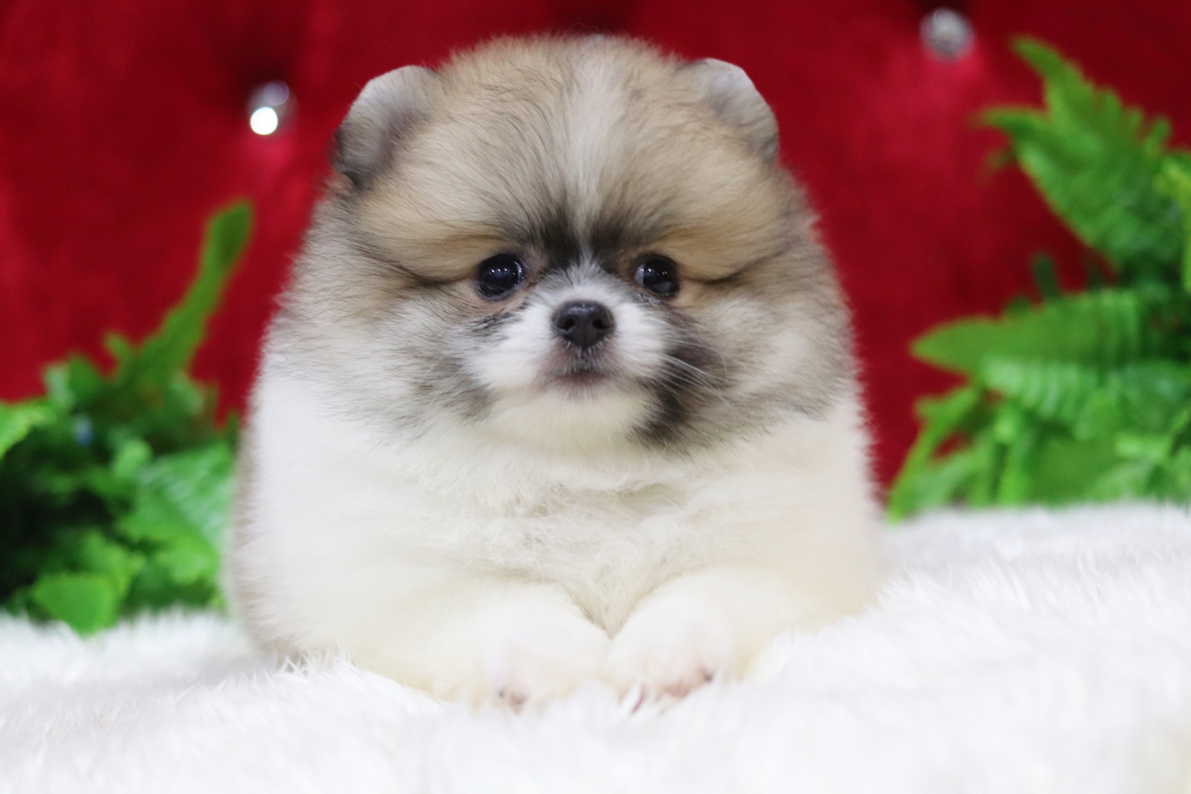 ปอมเมอเรเนียน เพศผู้แฟนซี