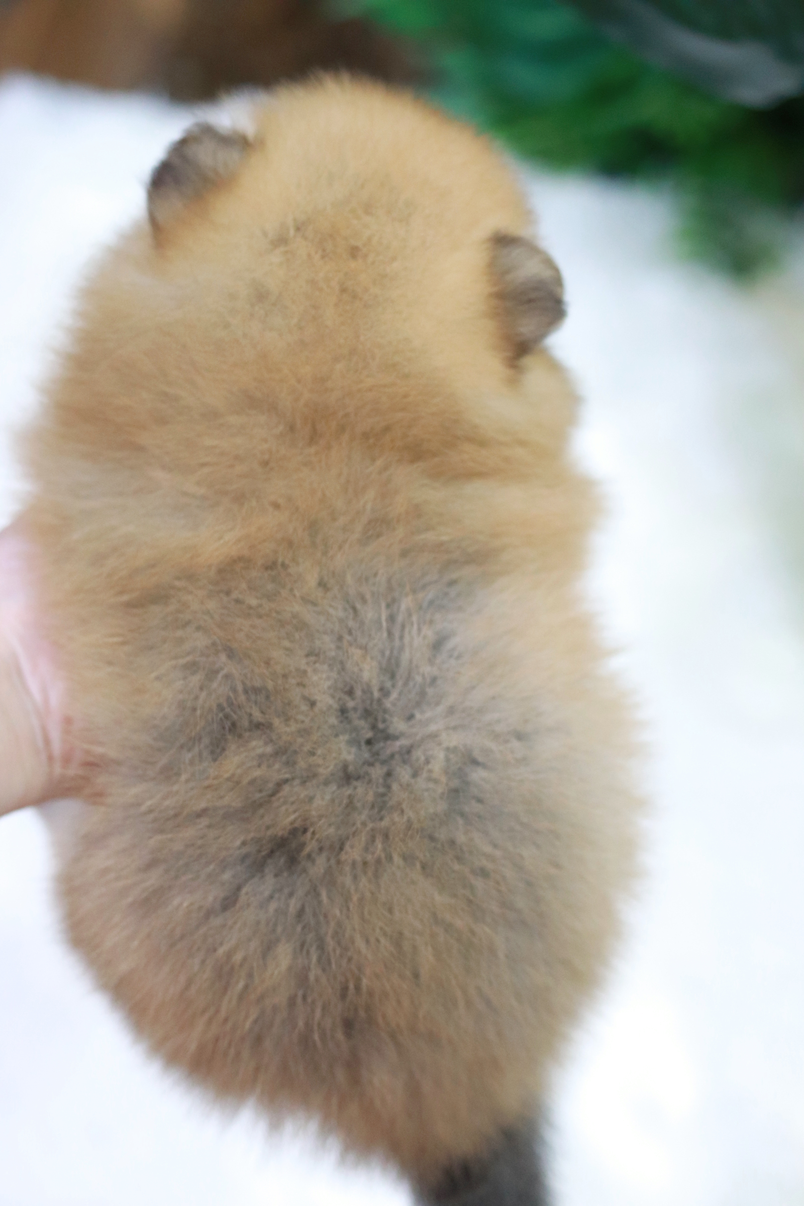 ปอมเมอเรเนียน เพศเมีย สีส้ม