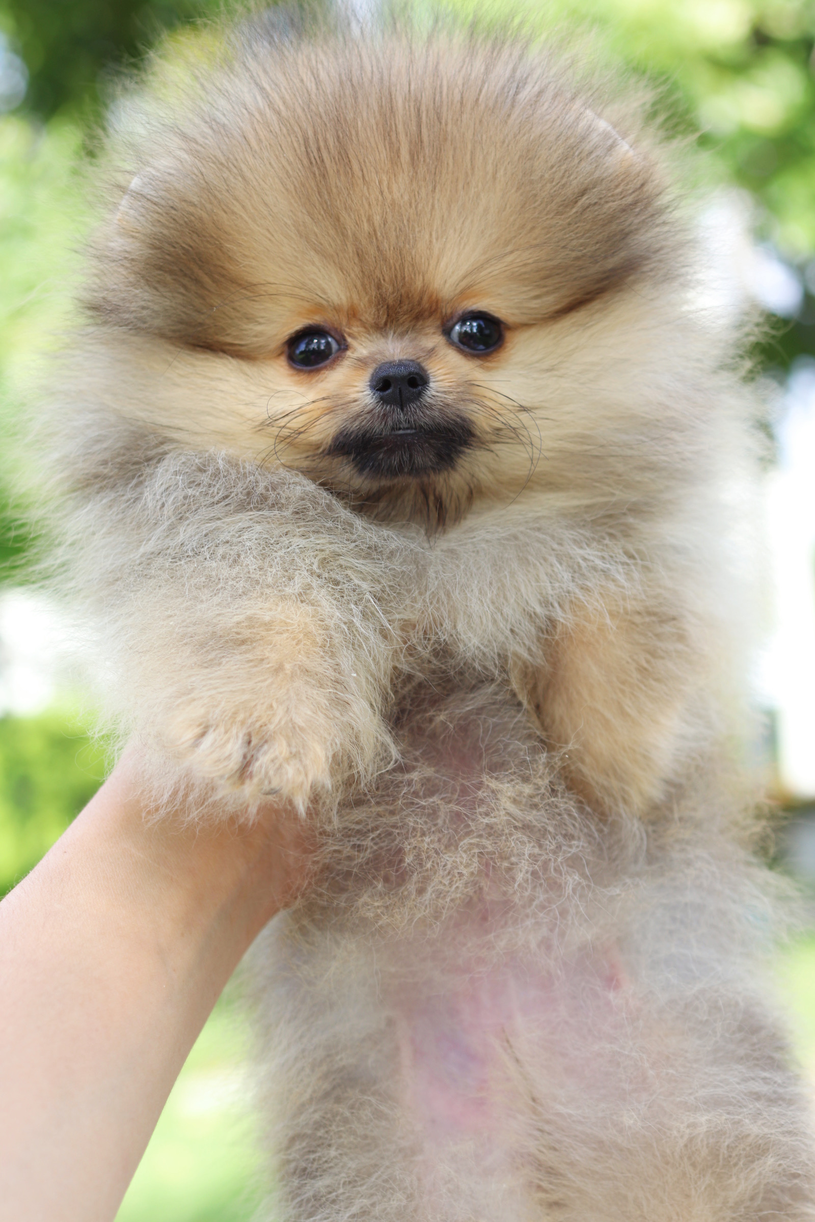 ปอมเมอเรเนียน เพศเมียสีส้ม