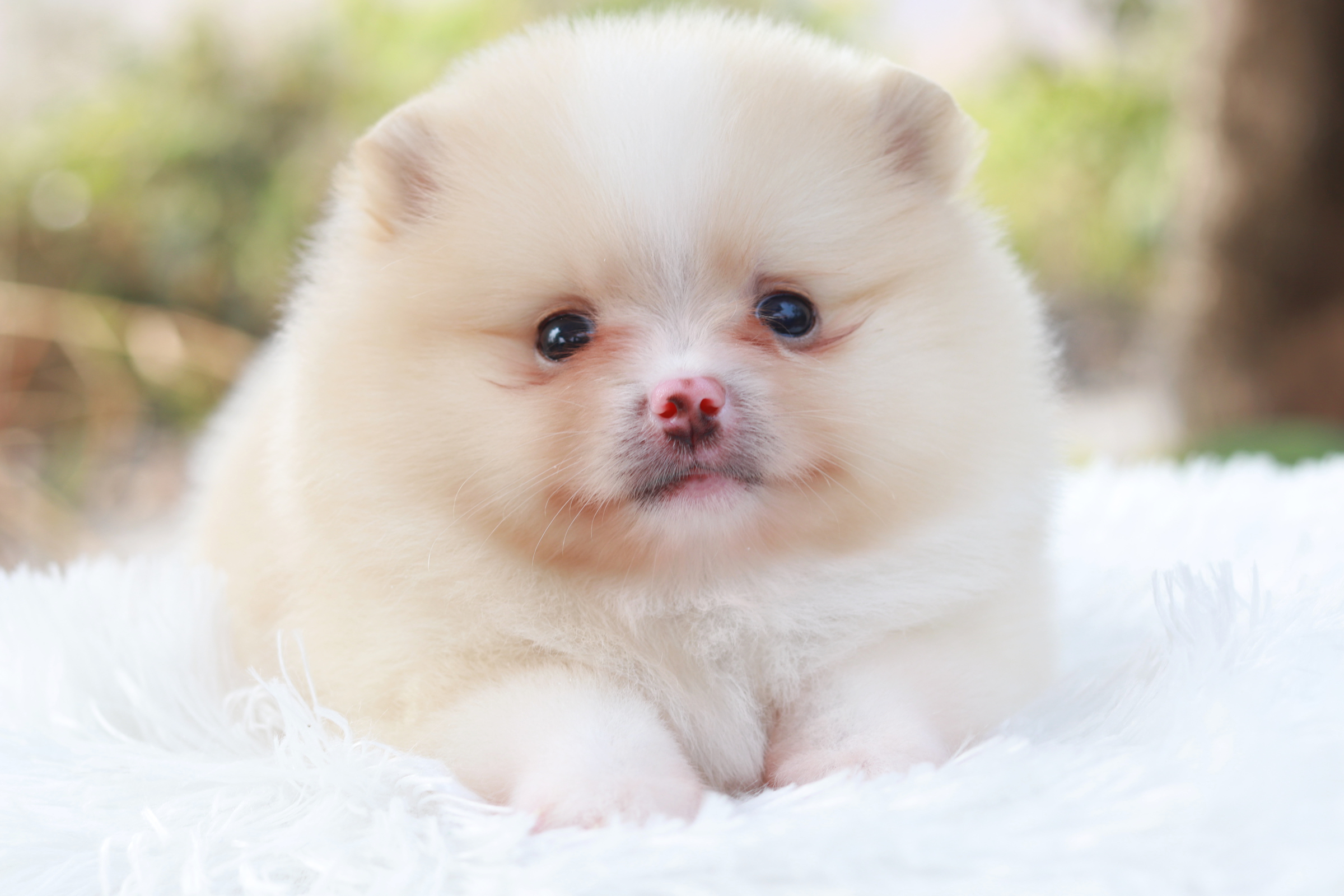 ปอมเมอเรเนียน เพศเมียขาวครีม