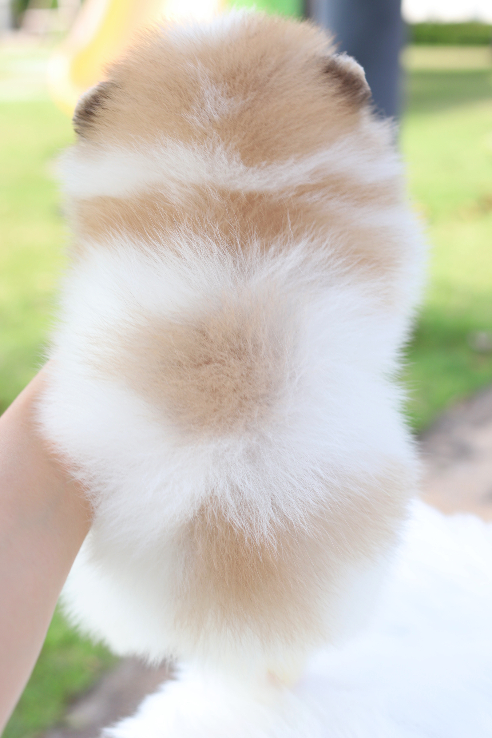 ปอมเมอเรเนียน เพศผู้สีแฟนซี