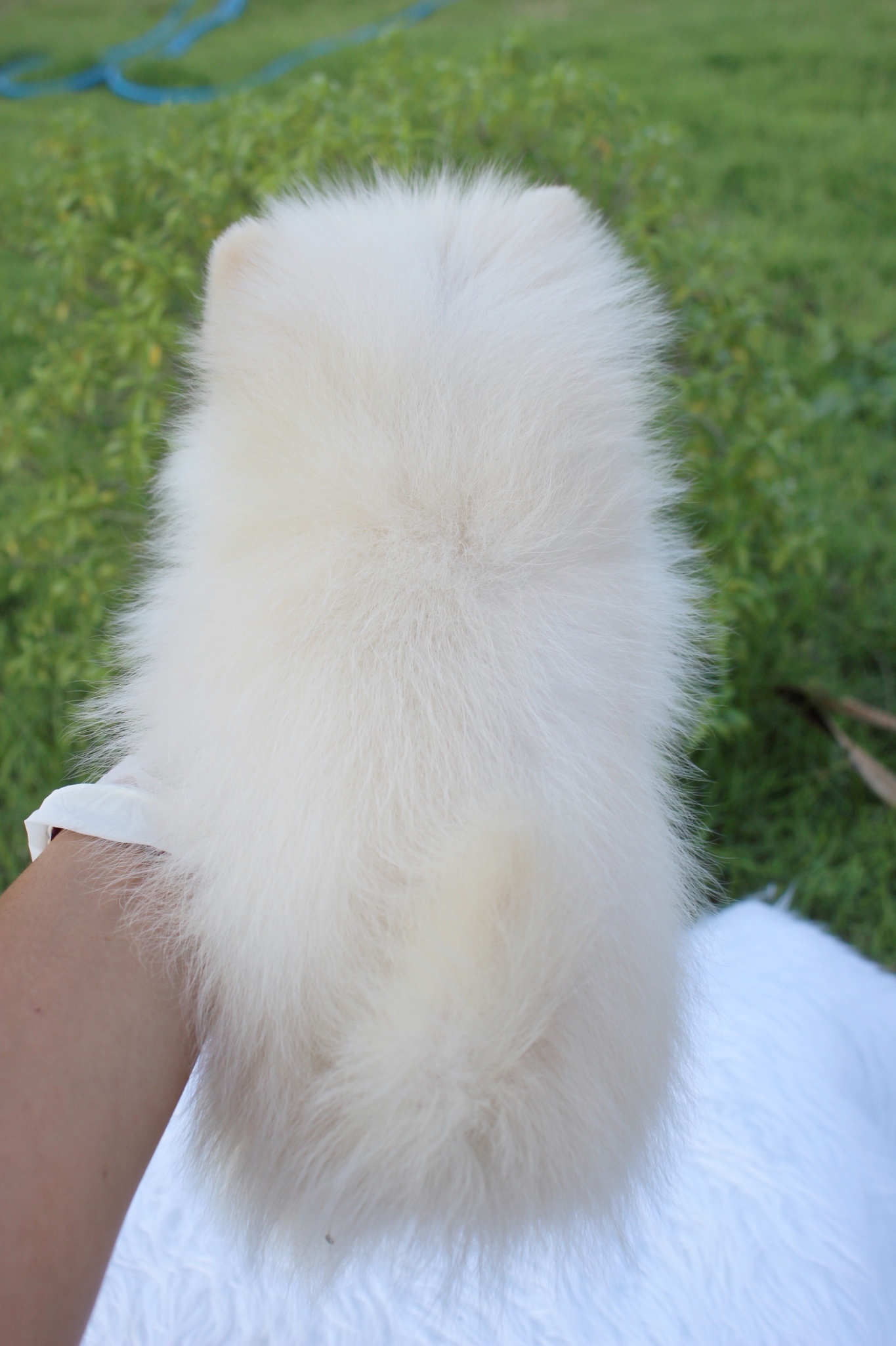 ปอมเมอเรเนียน เพศเมีย สีขาวครีม