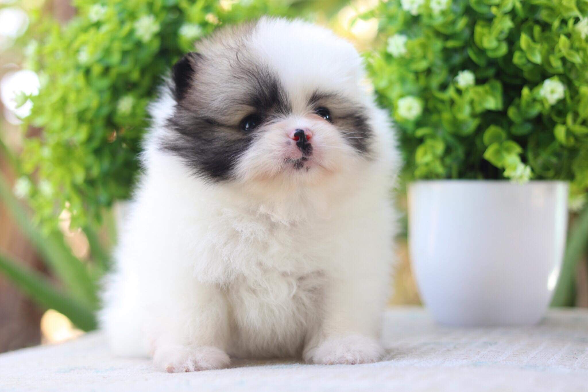 ปอมเมอเรเนียน เพศผู้