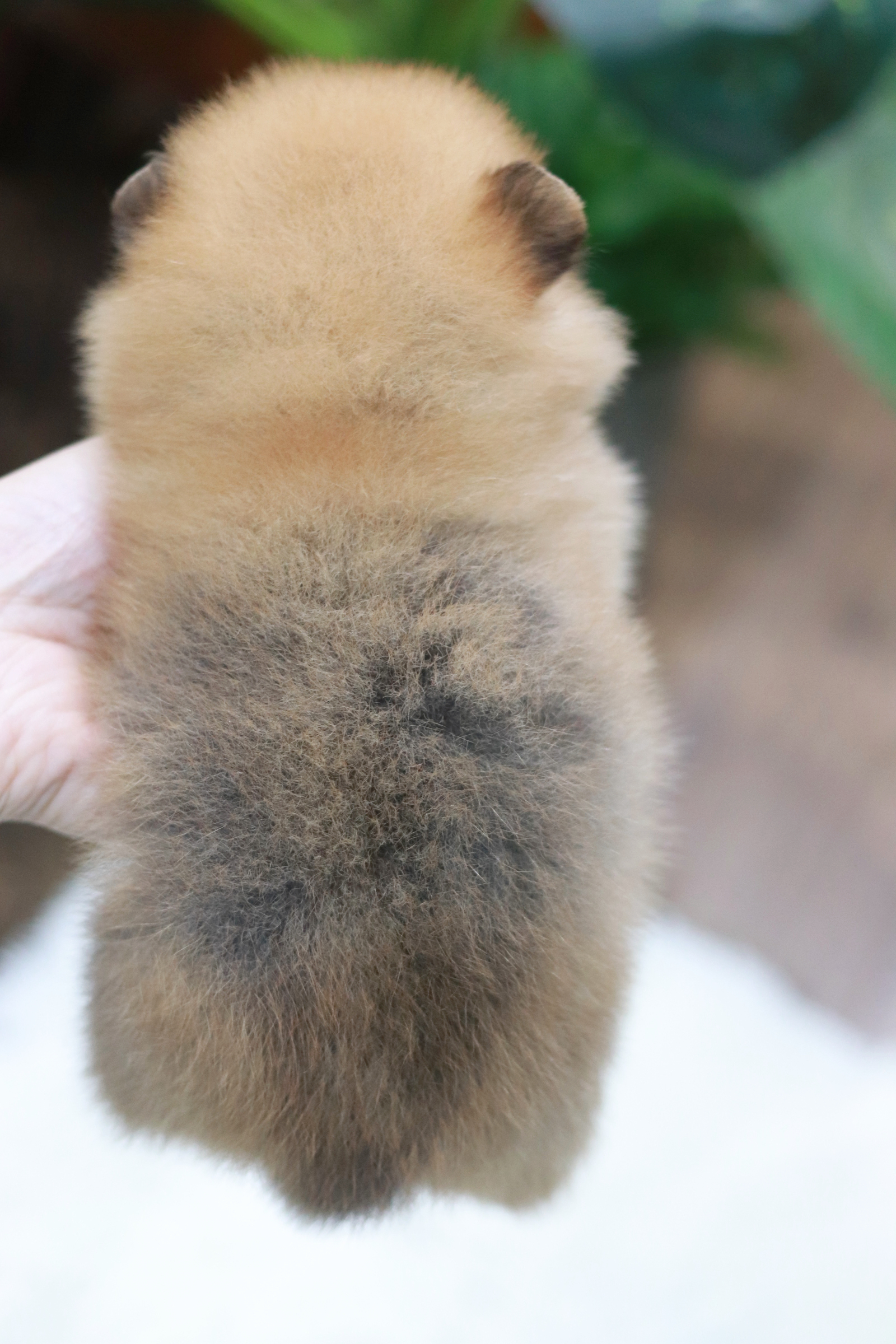 ปอมเมอเรเนียน เพศเมีย สีส้ม