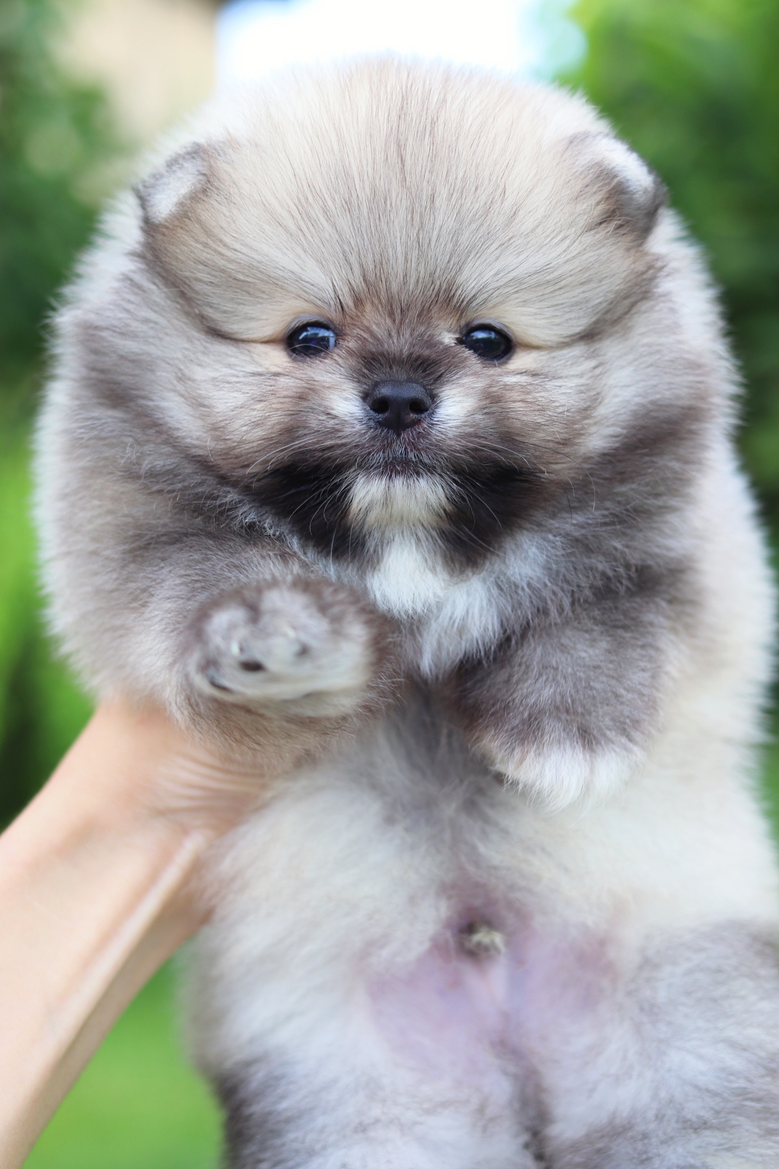 ปอมเมอเรเนียน เพศผู้ สีส้ม