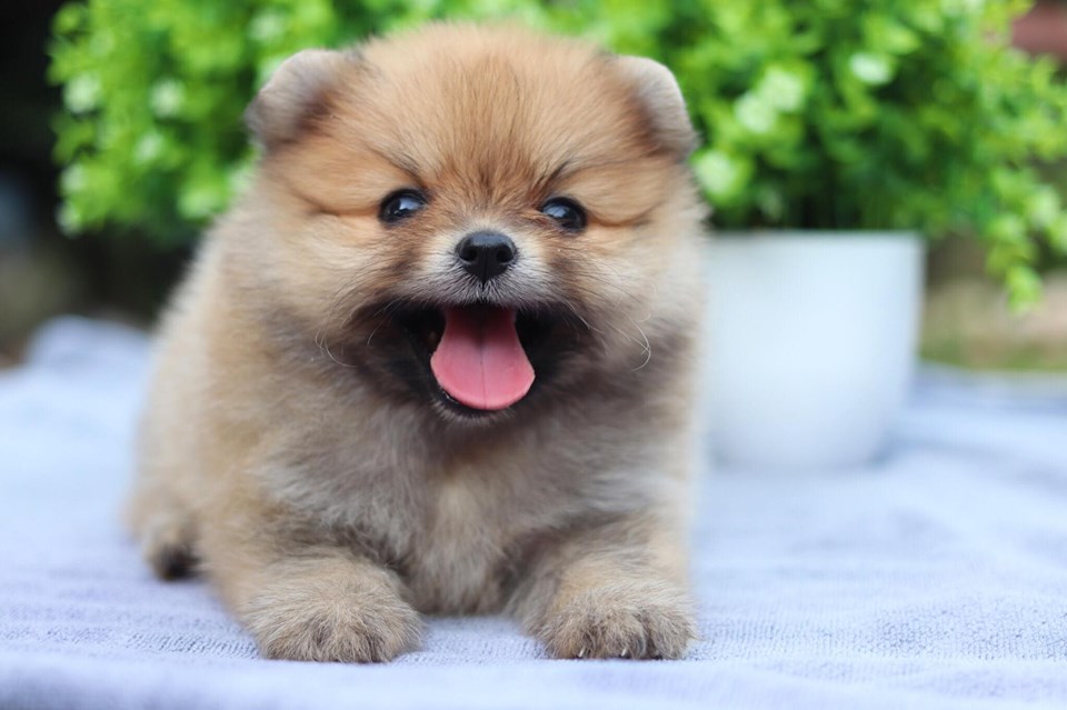 ปอมเมอเรเนียน เพศผู้