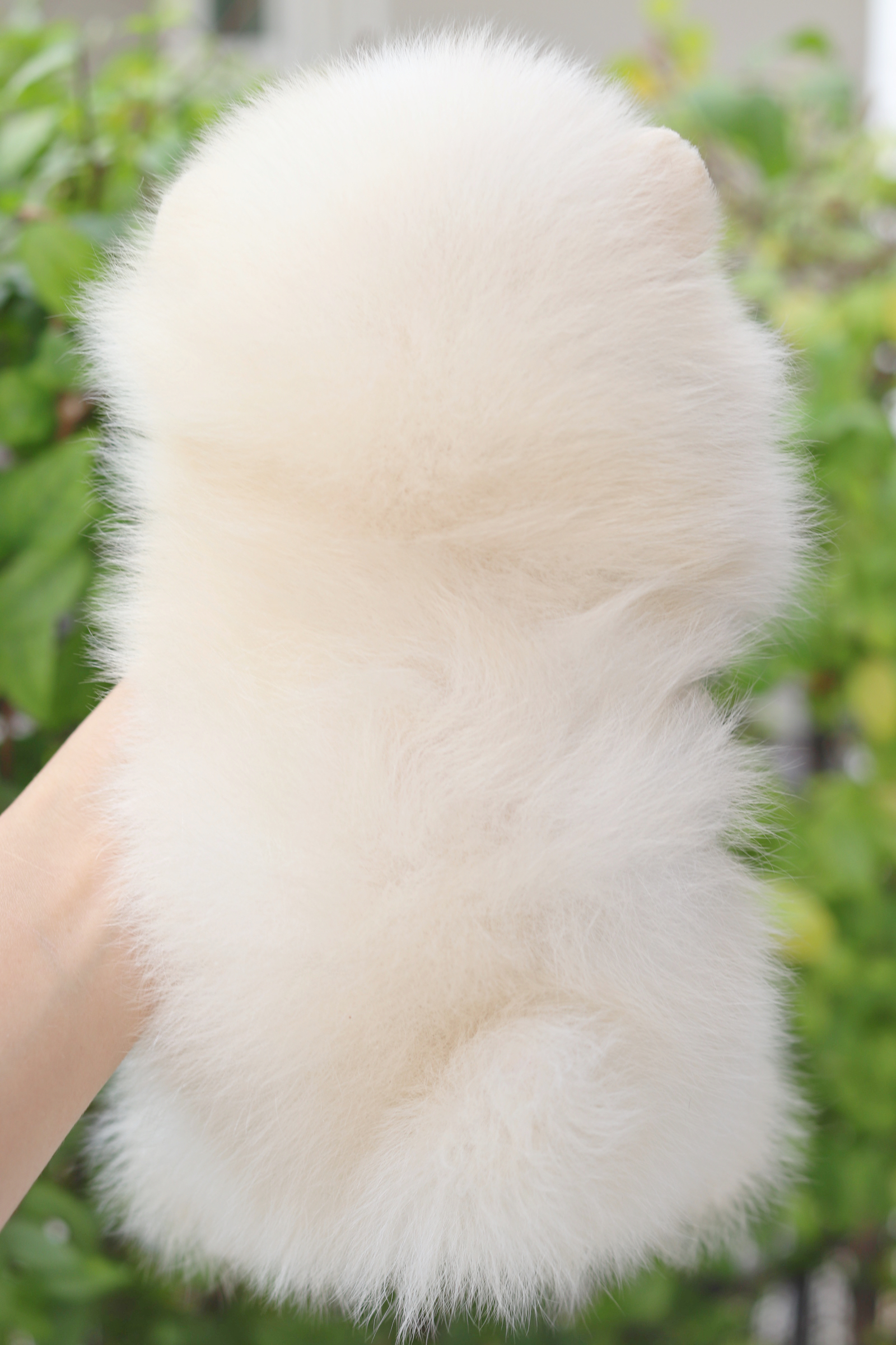 ปอมเมอเรเนียน เพศเมียสีขาวครีม เกรดโชว์