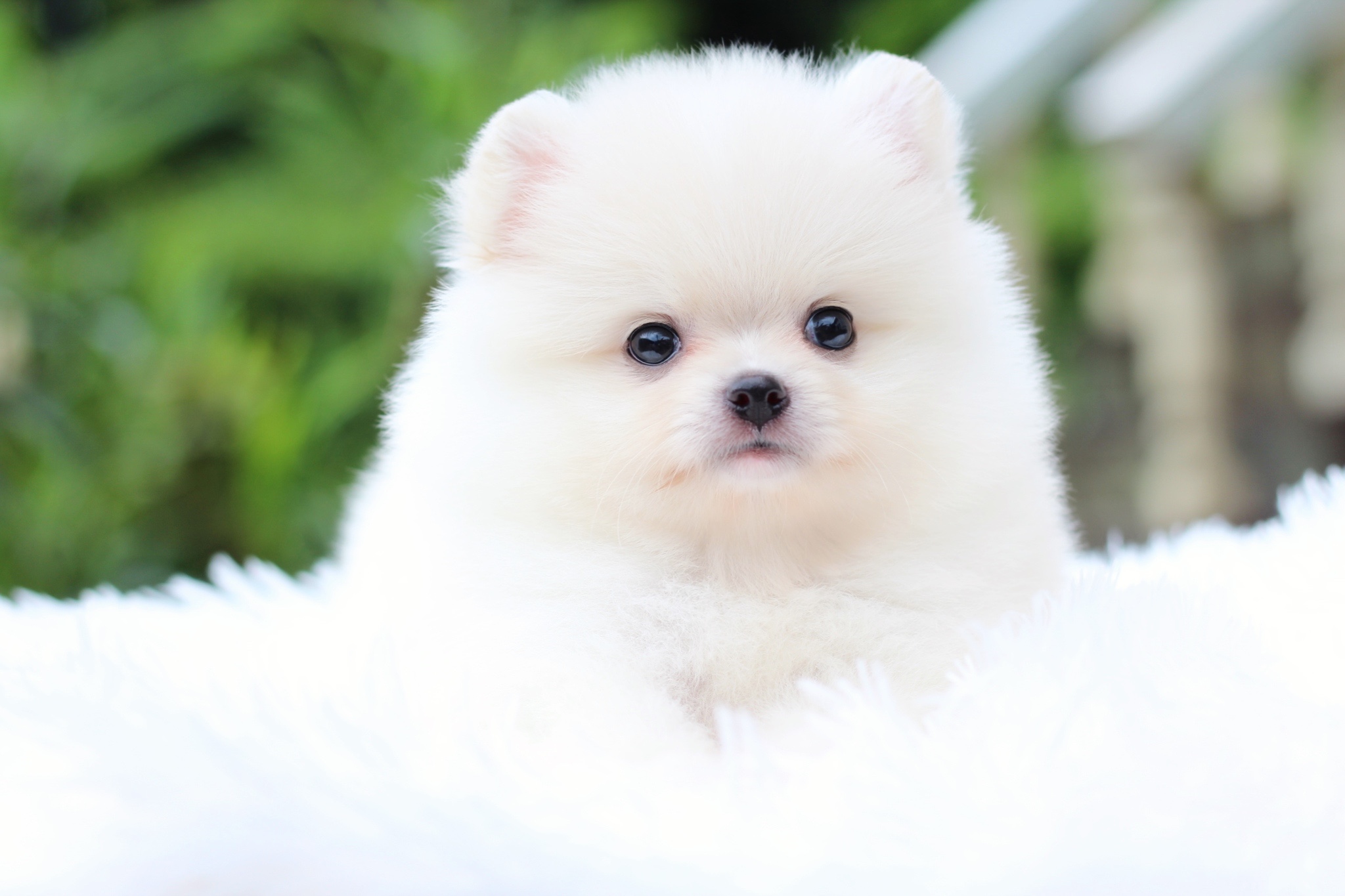 ปอมเมอเรเนียน เพศเมียขาวครีม