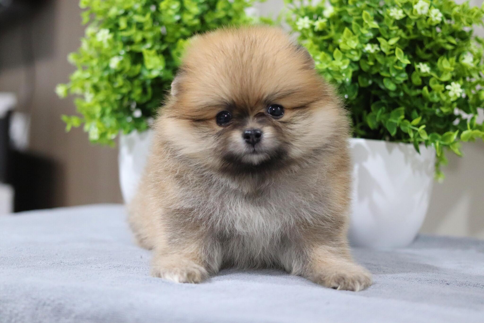 ปอมเมอเรเนียน เพศผู้