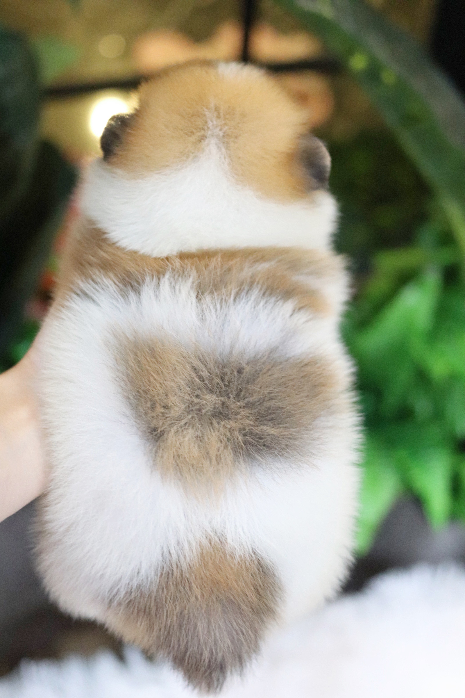 ปอมเมอเรเนียน เพศผู้แฟนซี