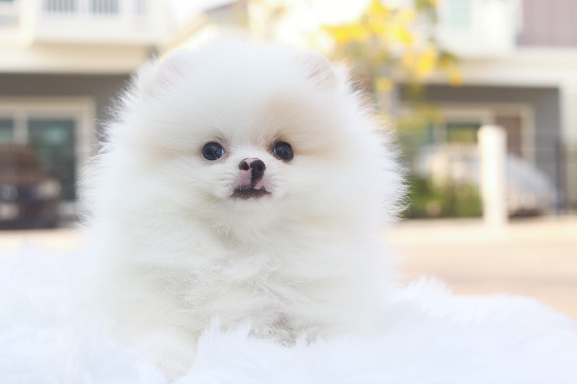 ปอมเมอเรเนียน เพศผู้ สีขาวครีม