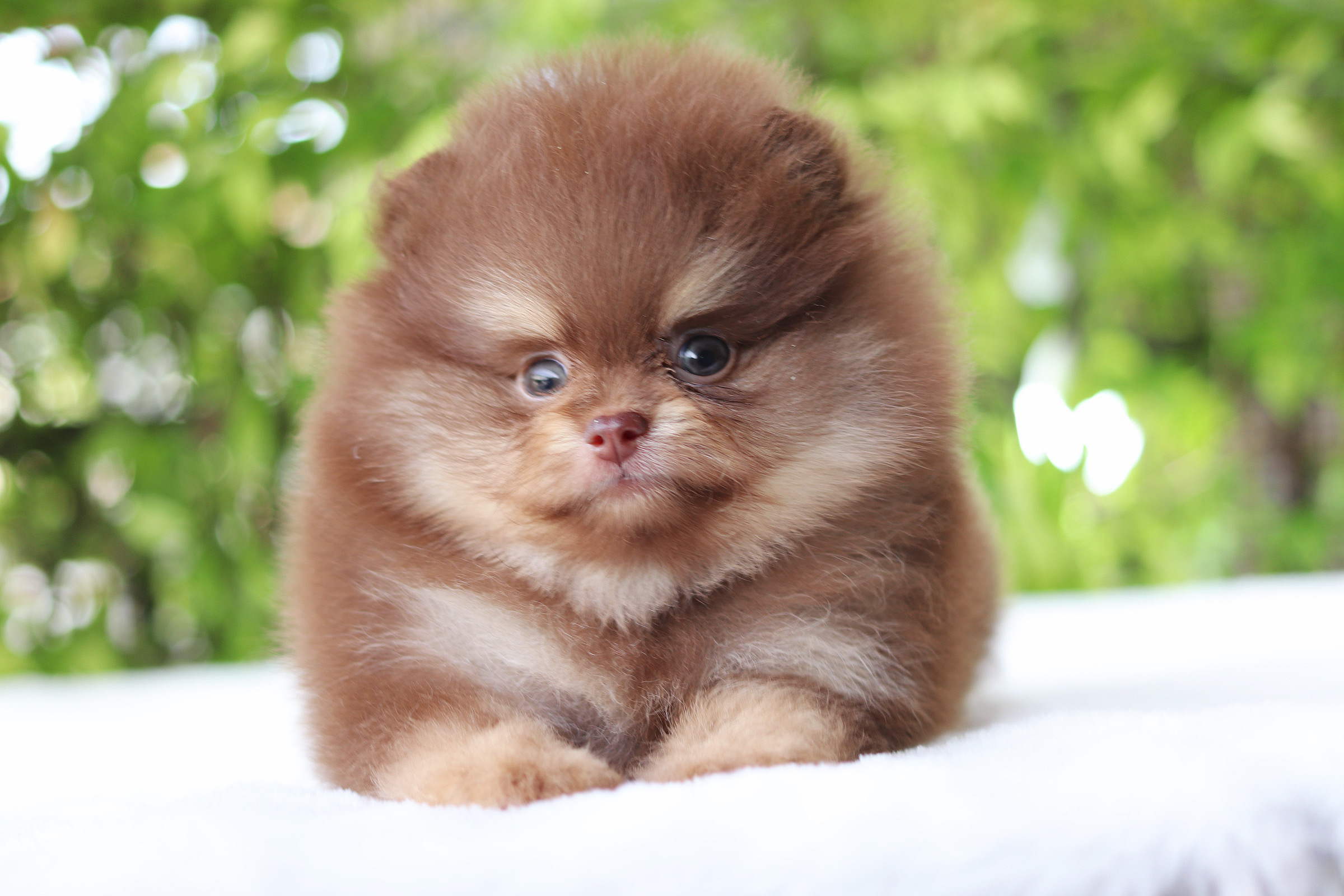 ปอมเมอเรเนียน เพศผู้สีช็อคแทน เกรดโชว์