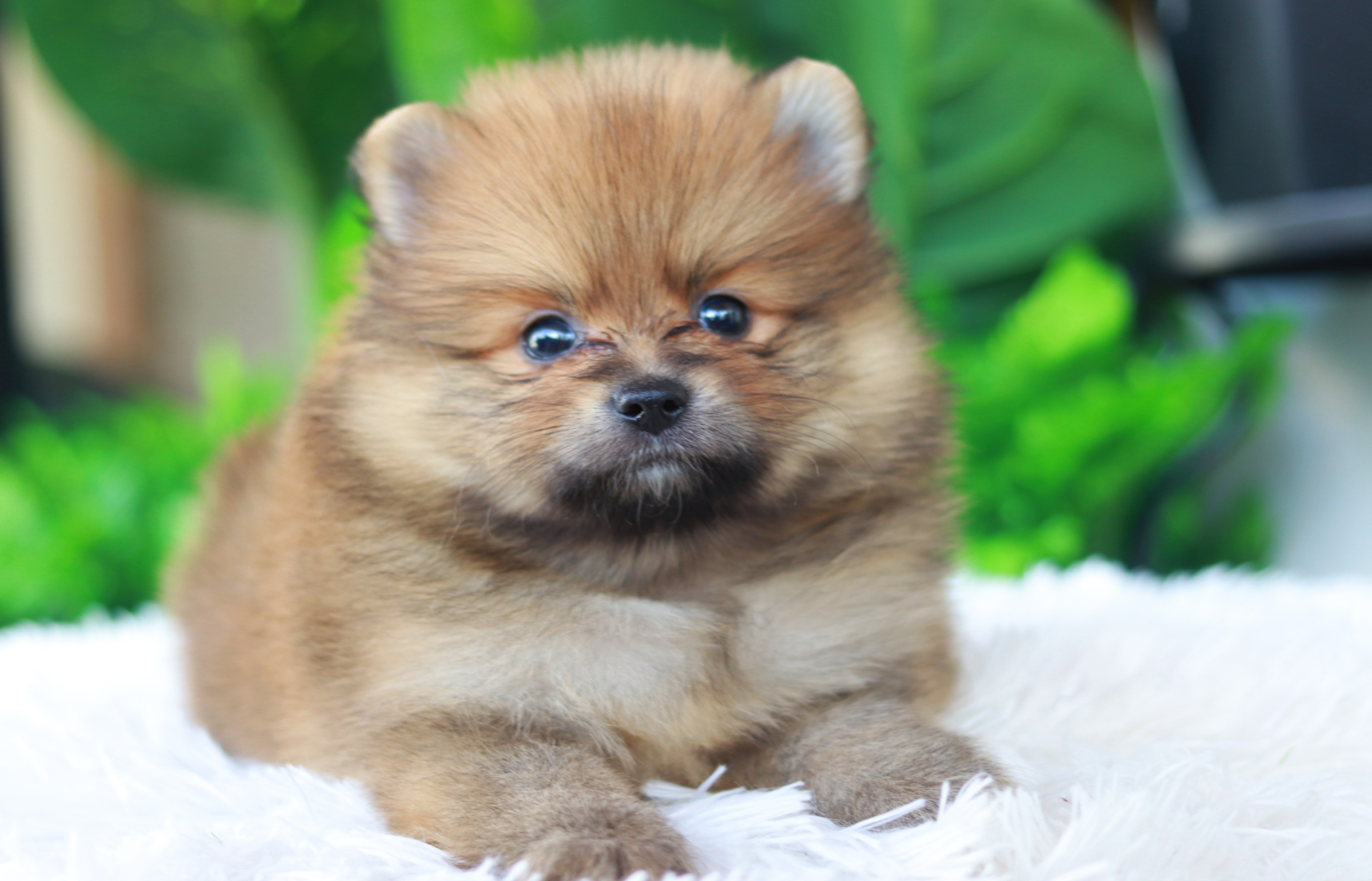 ปอมเมอเรเนียน เพศเมียสีส้ม