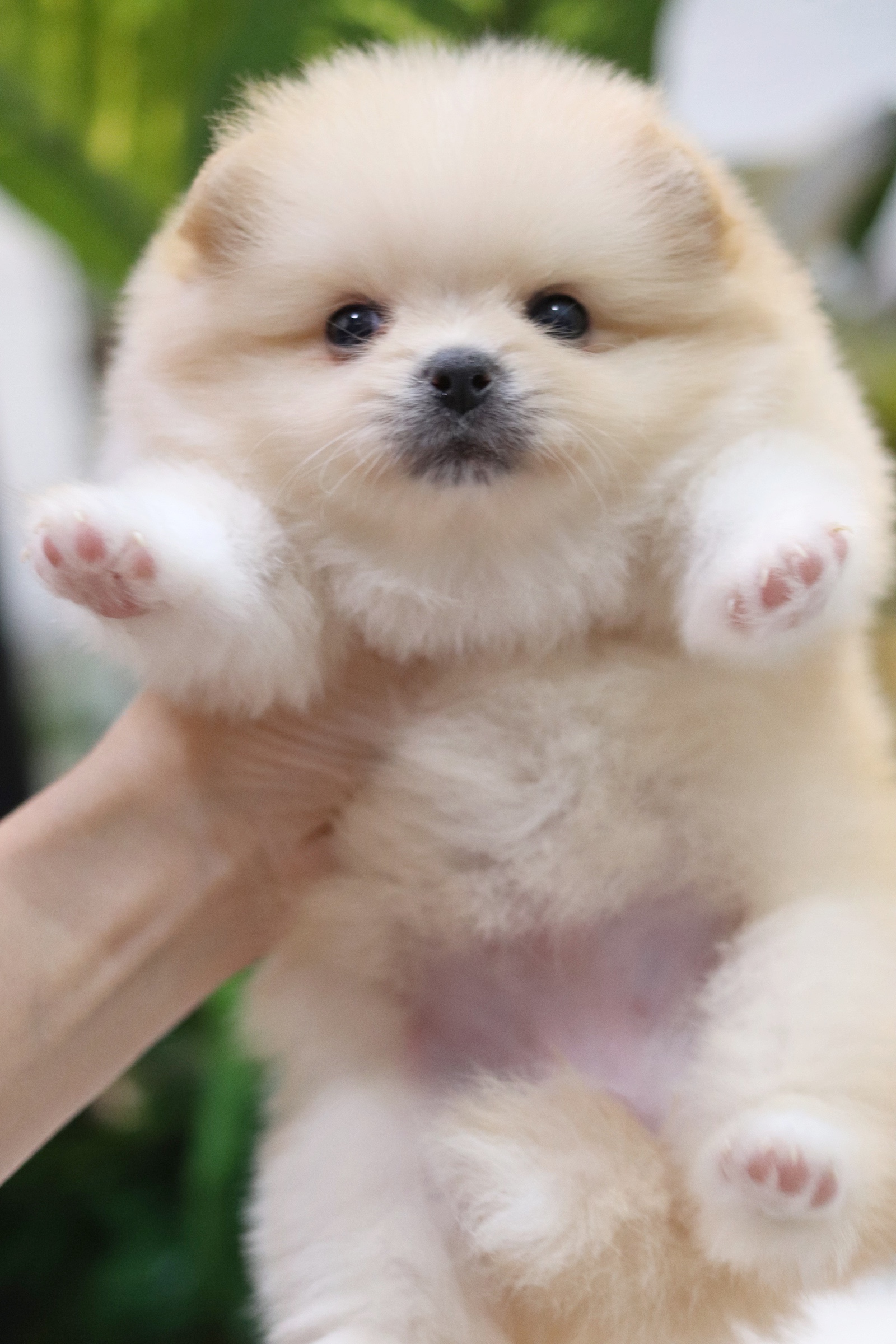 ปอมเมอเรเนียน เพศเมียสีครีม