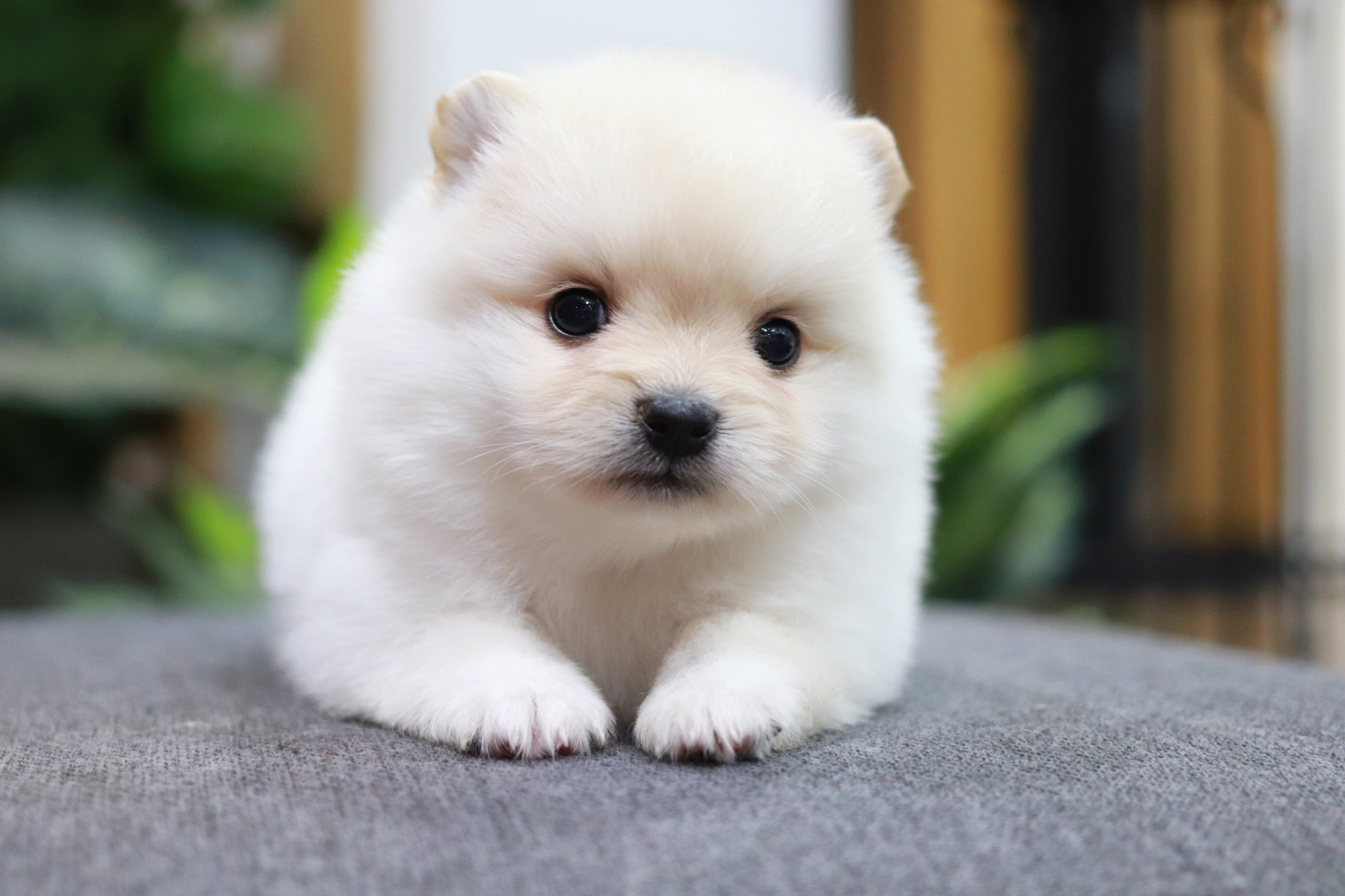 ปอมเมอเรเนียน เพศผู้