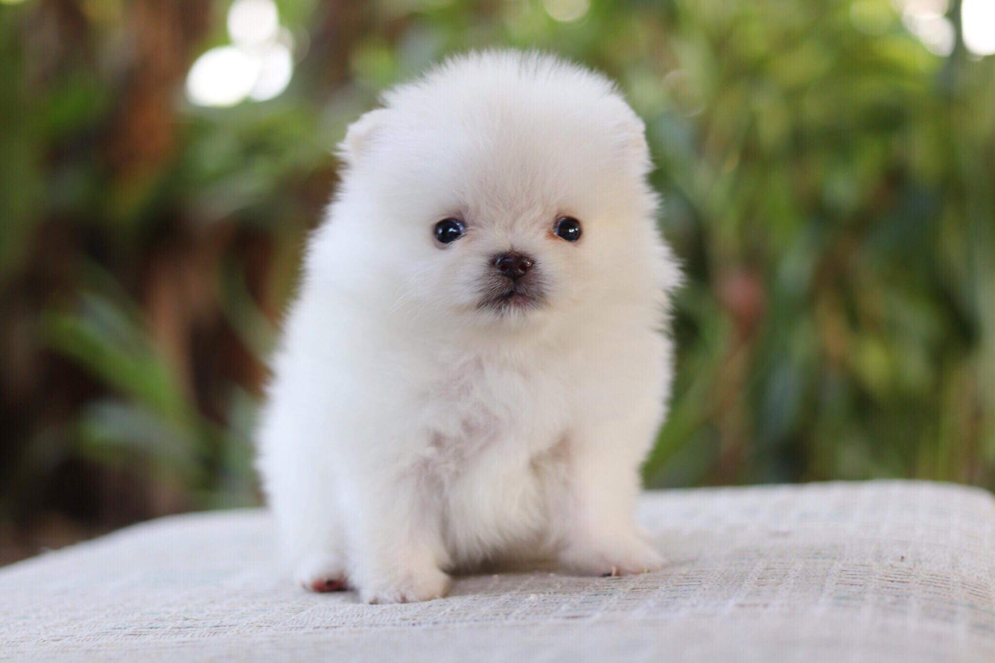 ปอมเมอเรเนียน เพศเมียทีคัพ