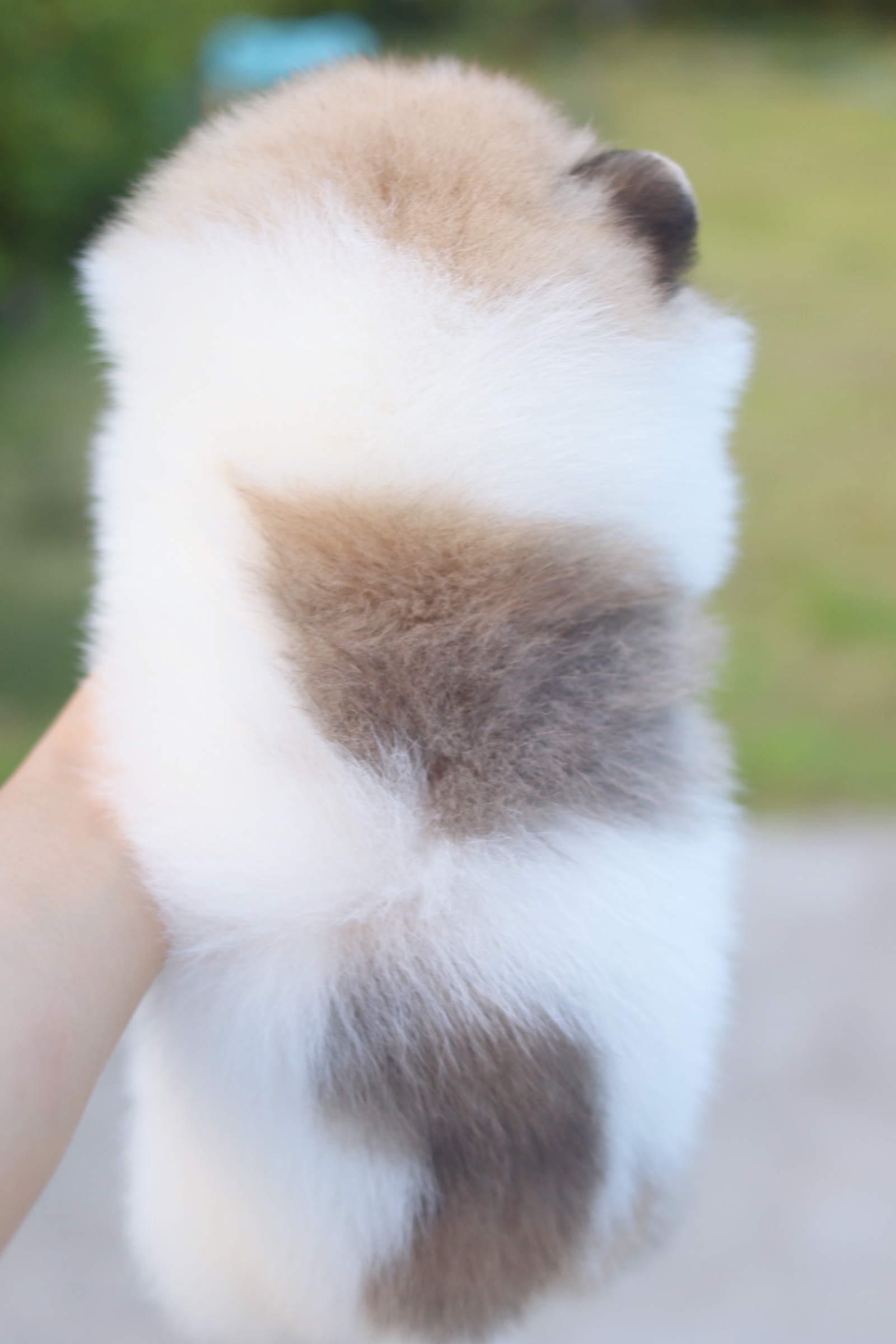 ปอมเมอเรเนียน เพศเมียสีแฟนซี