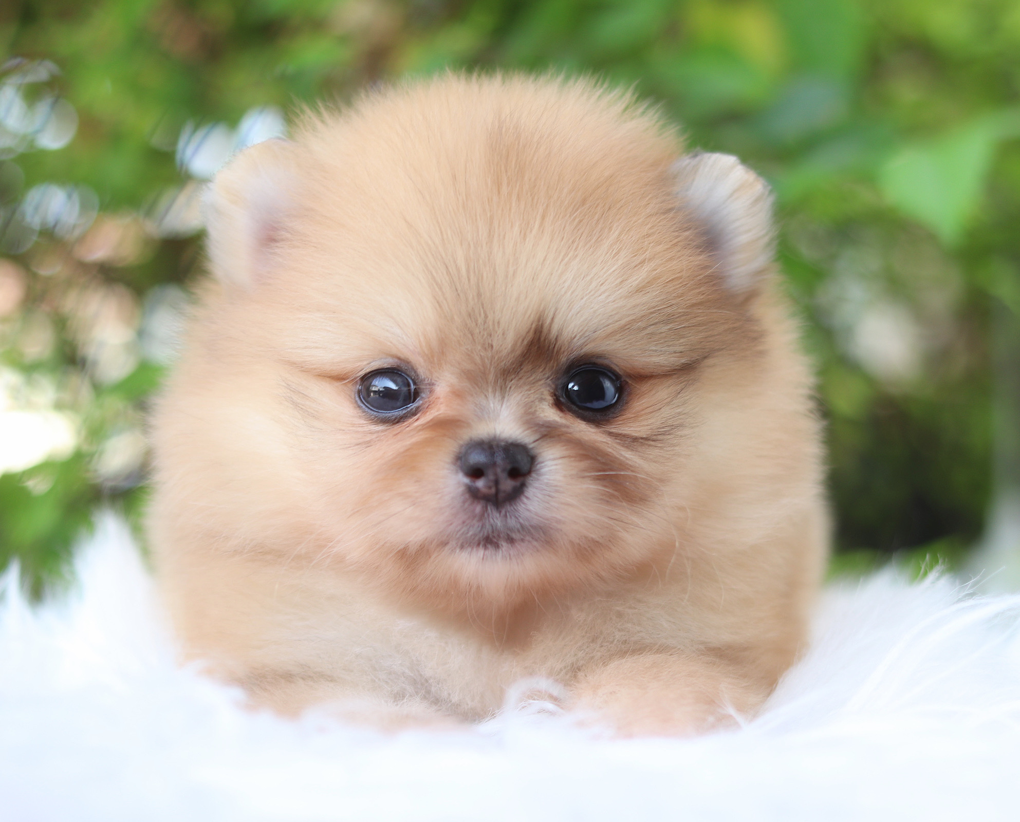 ปอมเมอเรเนียน เพศผู้ สีส้ม