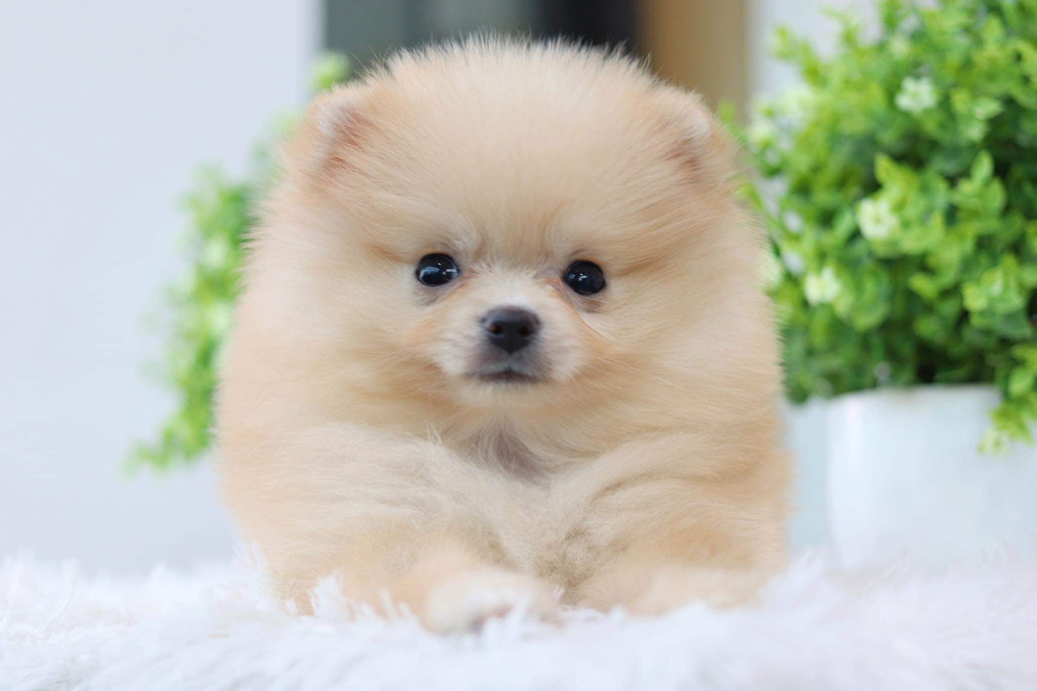 ปอมเมอเรเนียน เพศเมีย