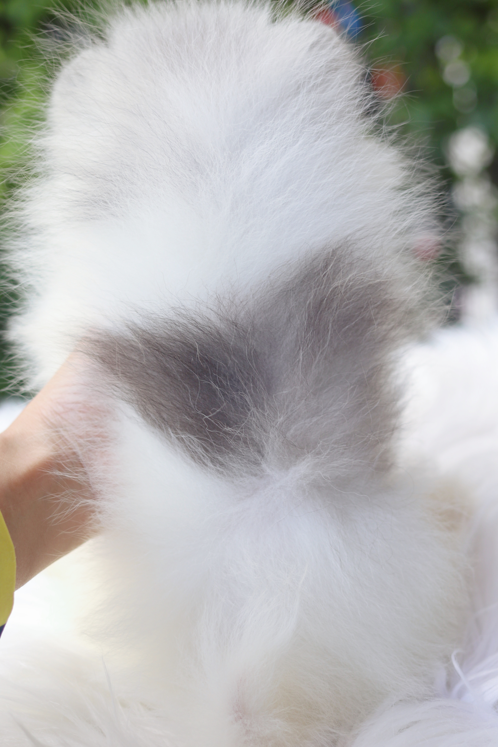 ปอมเมอเรเนียน เพศผู้ สีแฟนซี ไซส์เล็ก เกรดโชว์