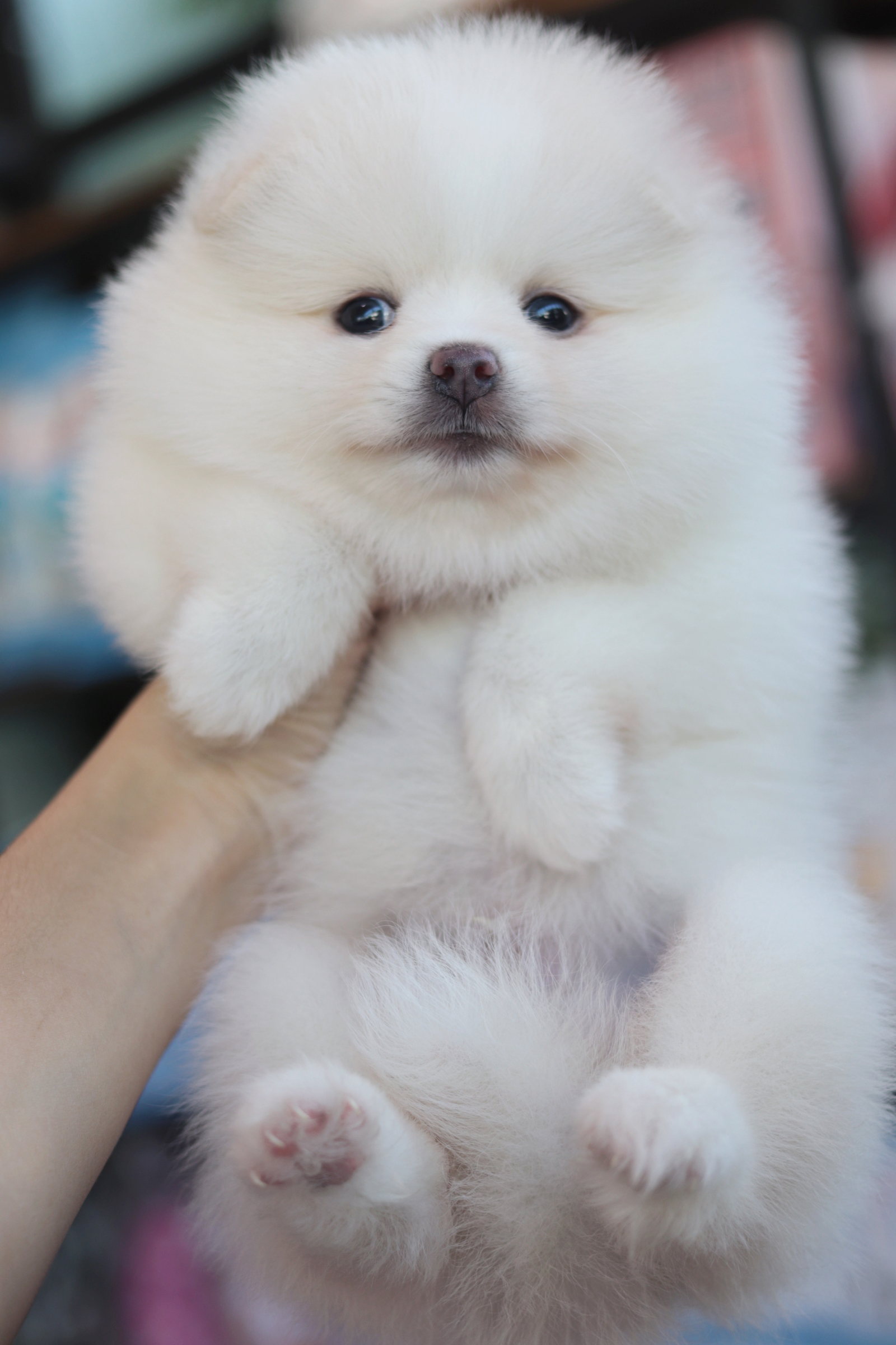 ปอมเมอเรเนียน เพศผู้ สีขาวครีม