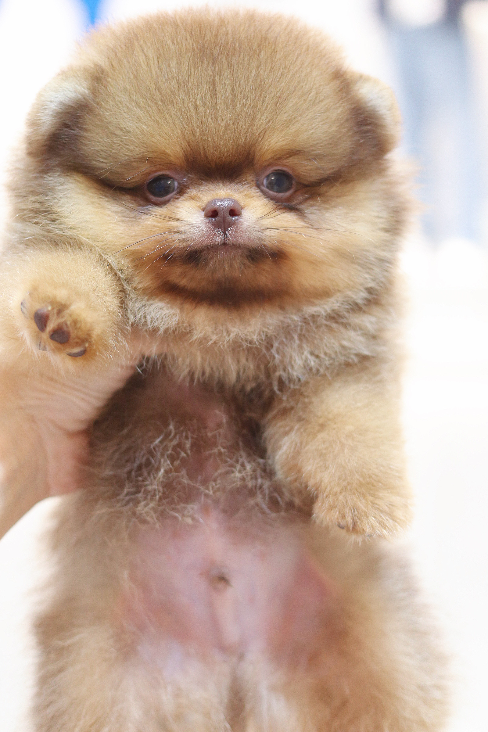 ปอมเมอเรเนียน เพศผู้สีส้ม