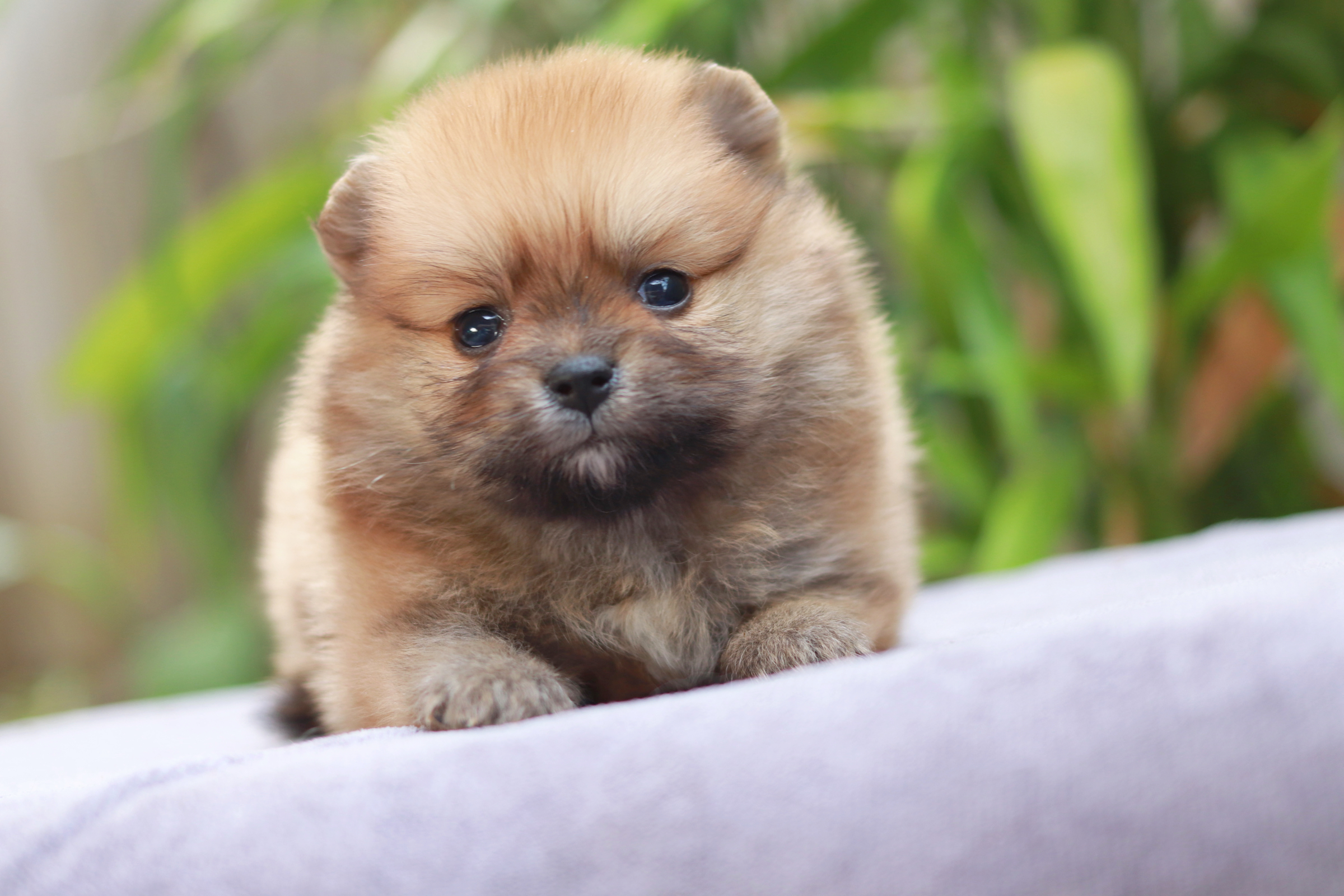 ปอมเมอเรเนียน เพศผู้