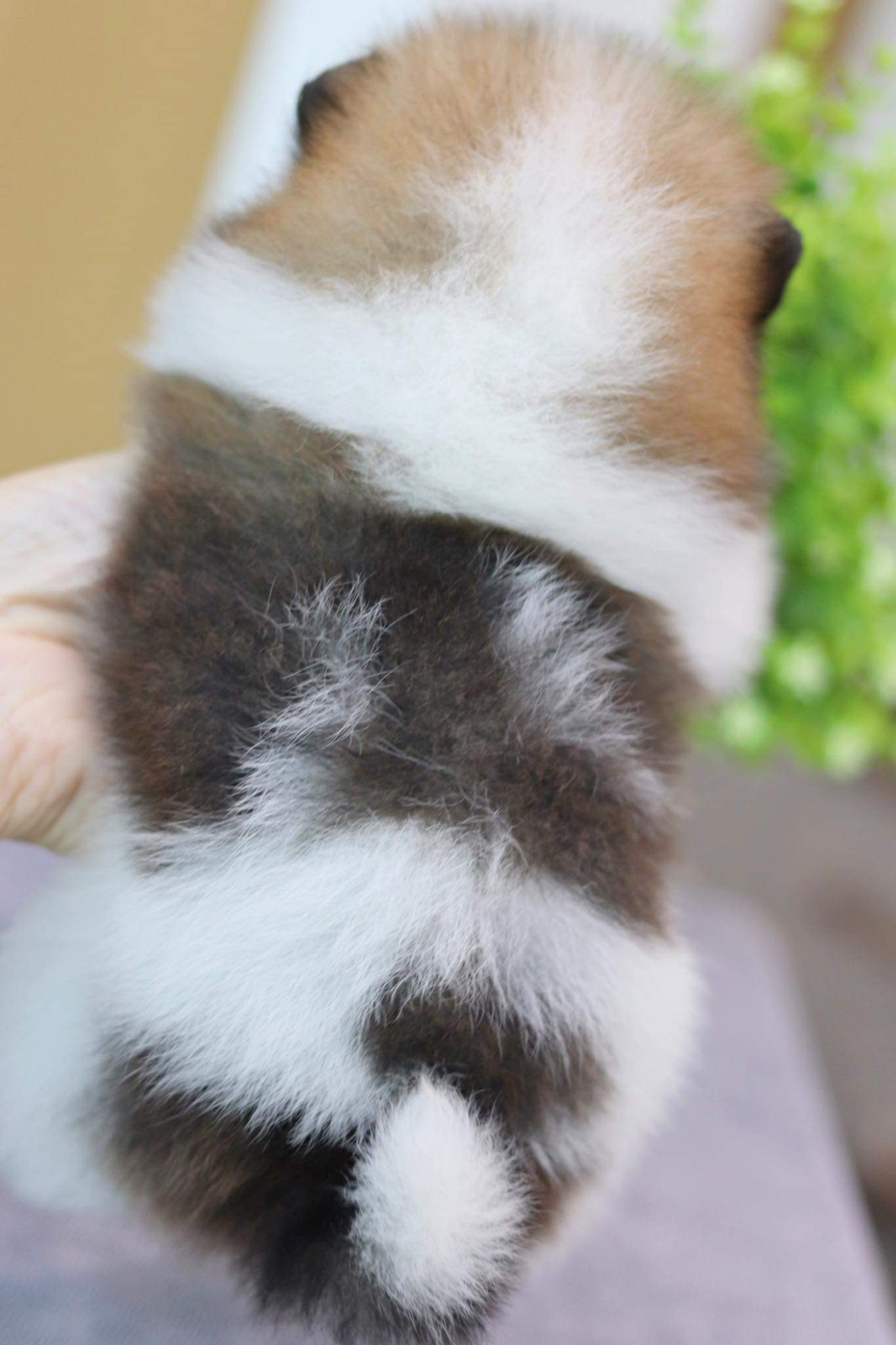 ปอมเมอเรเนียน เพศผู้