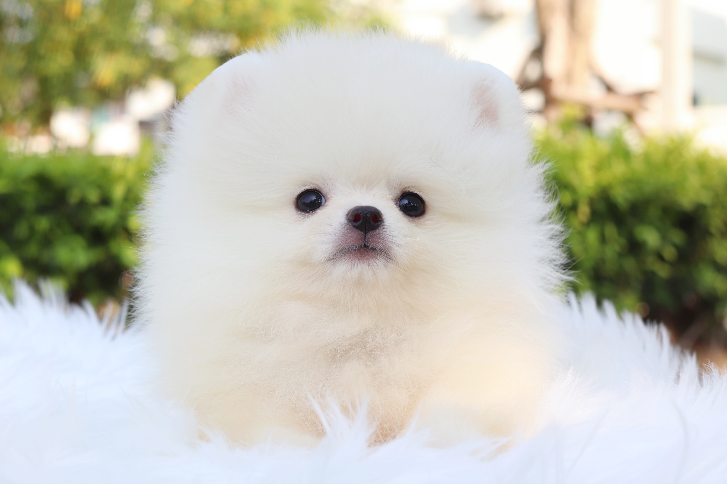 ปอมเมอเรเนียน เพศผู้สีขาวครีม