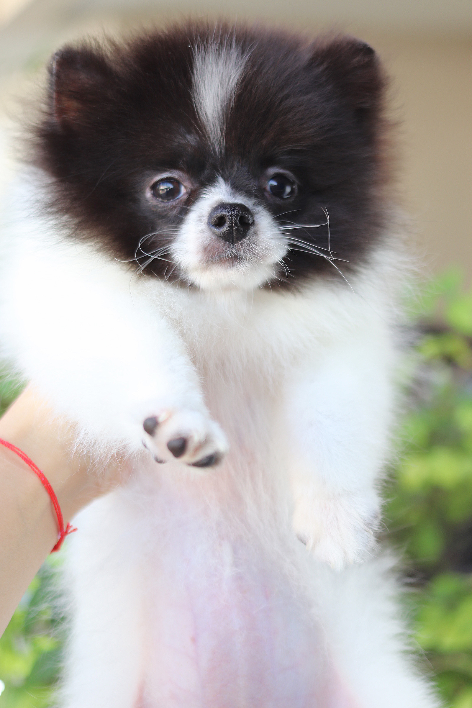 ปอมเมอเรเนียน เพศเมียสีแฟนซี