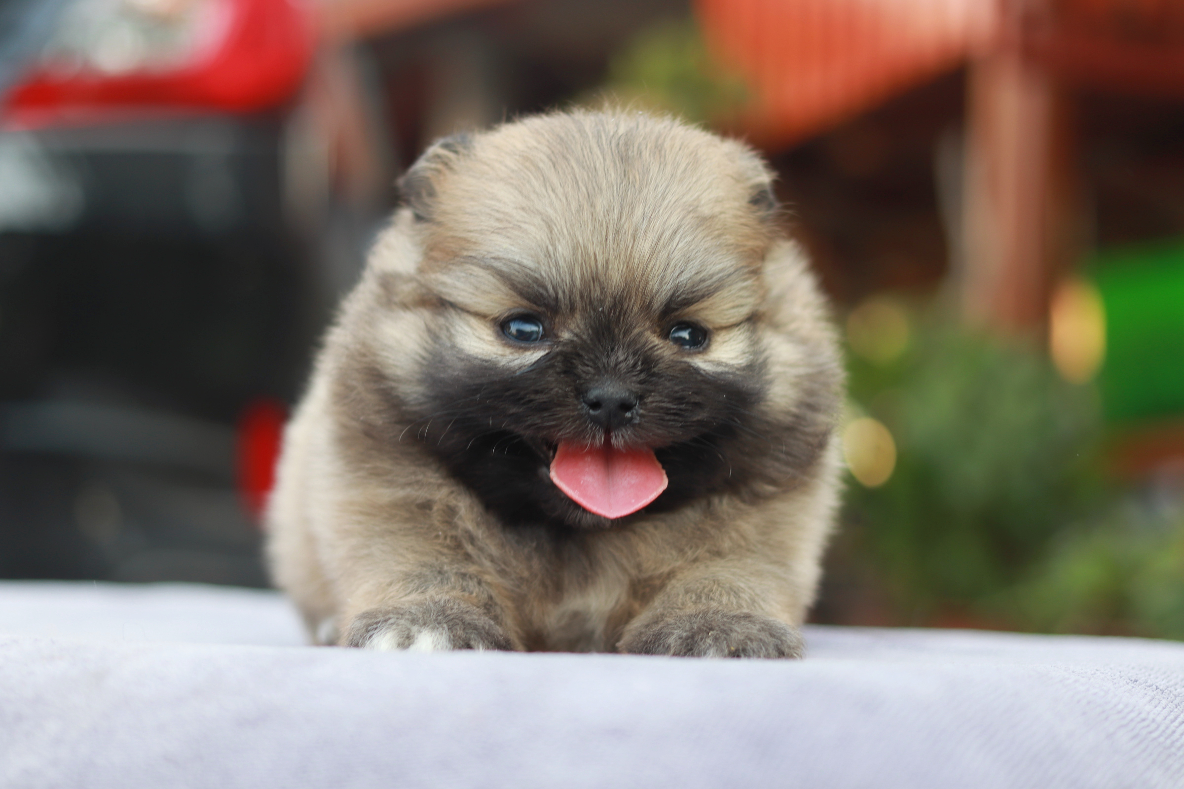 ปอมเมอเรเนียน เพศผู้สีส้ม