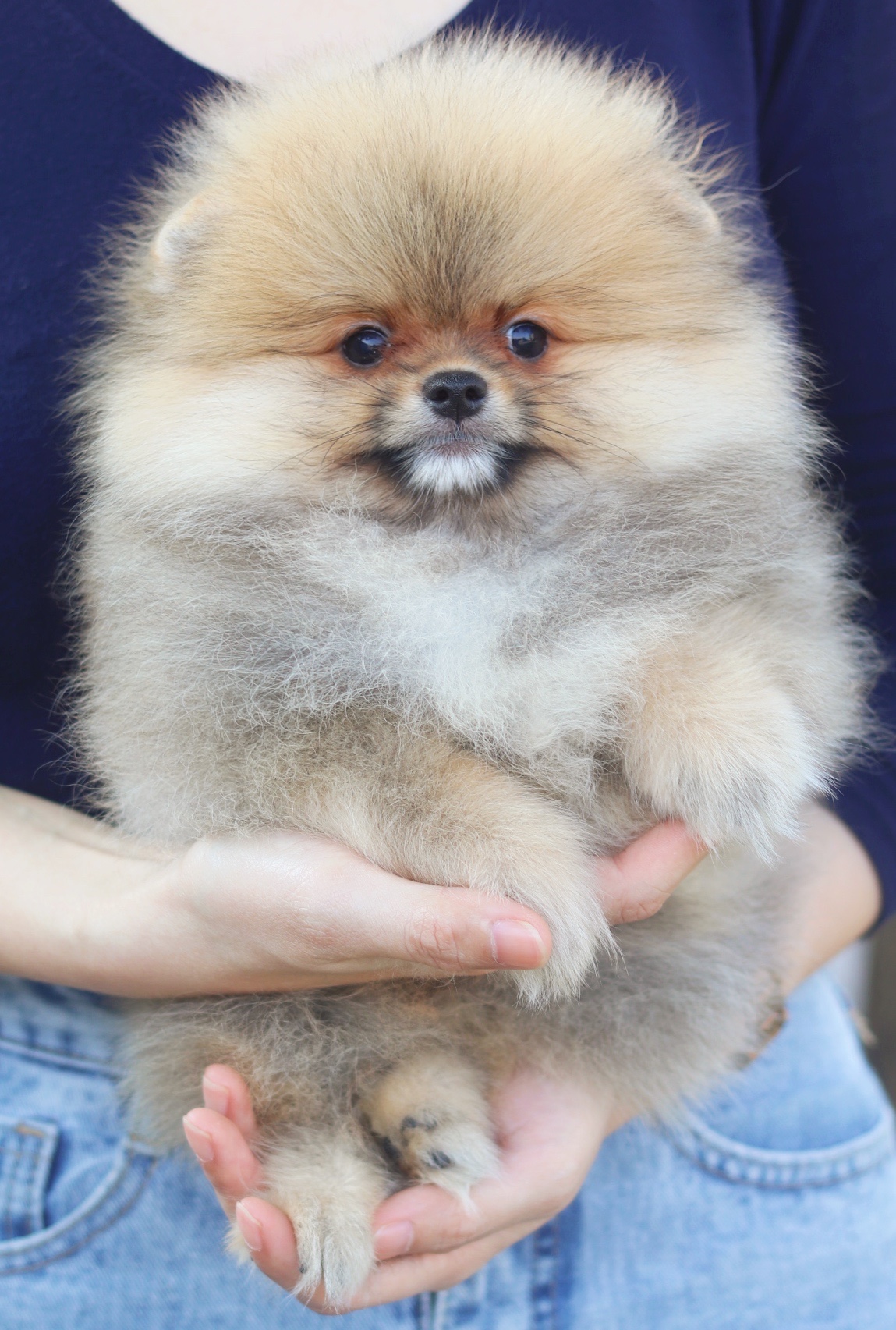 ปอมเมอเรเนียน เพศผู้ สีส้ม ขนแน่นๆฟอร์มสวย