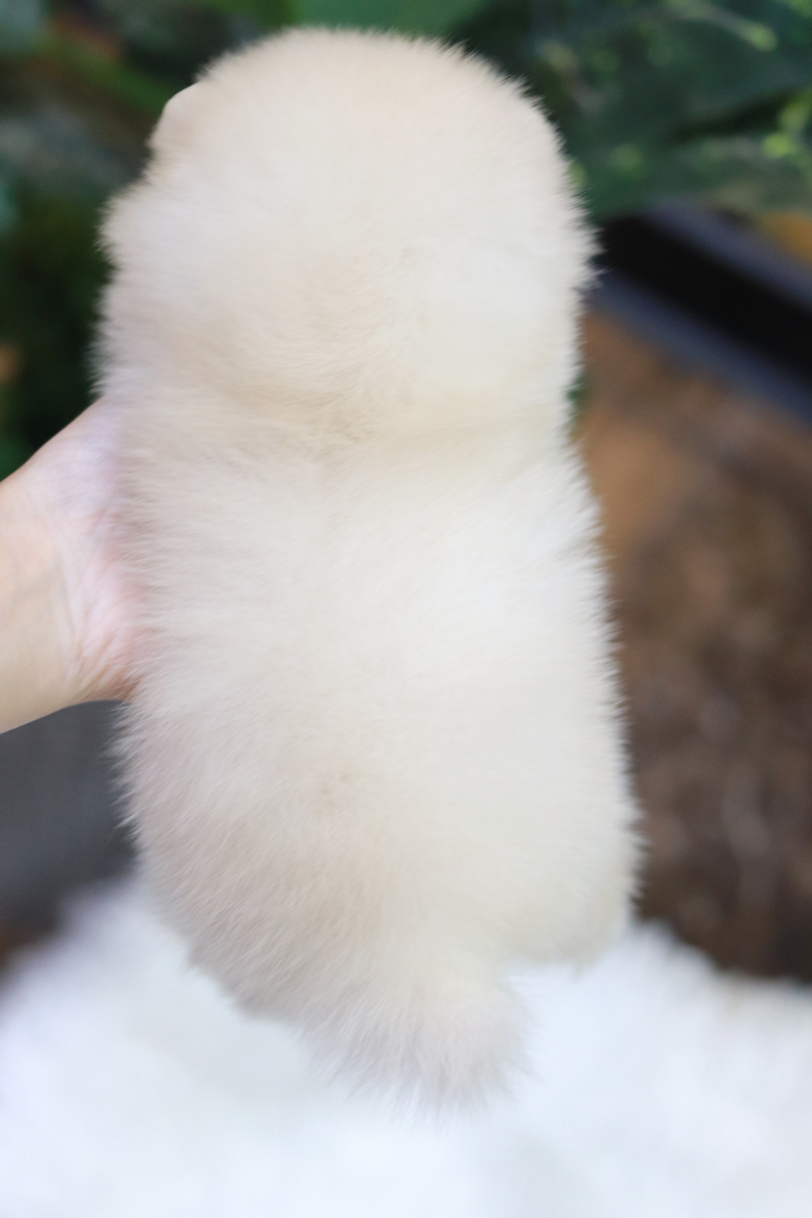 ปอมเมอเรเนียน เพศผู้ หน้าตุ๊กตา