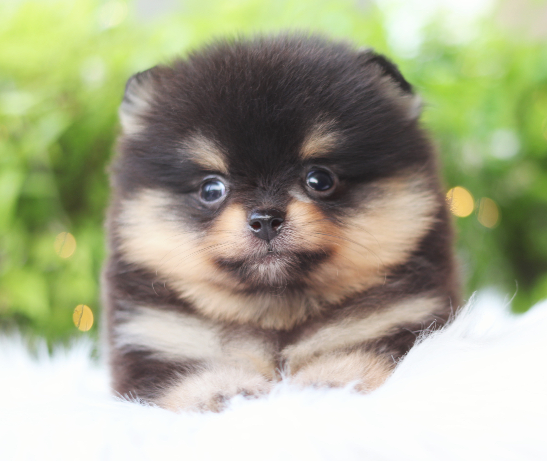 ปอมเมอเรเนียน เพศผู้สีแบล็คแทน