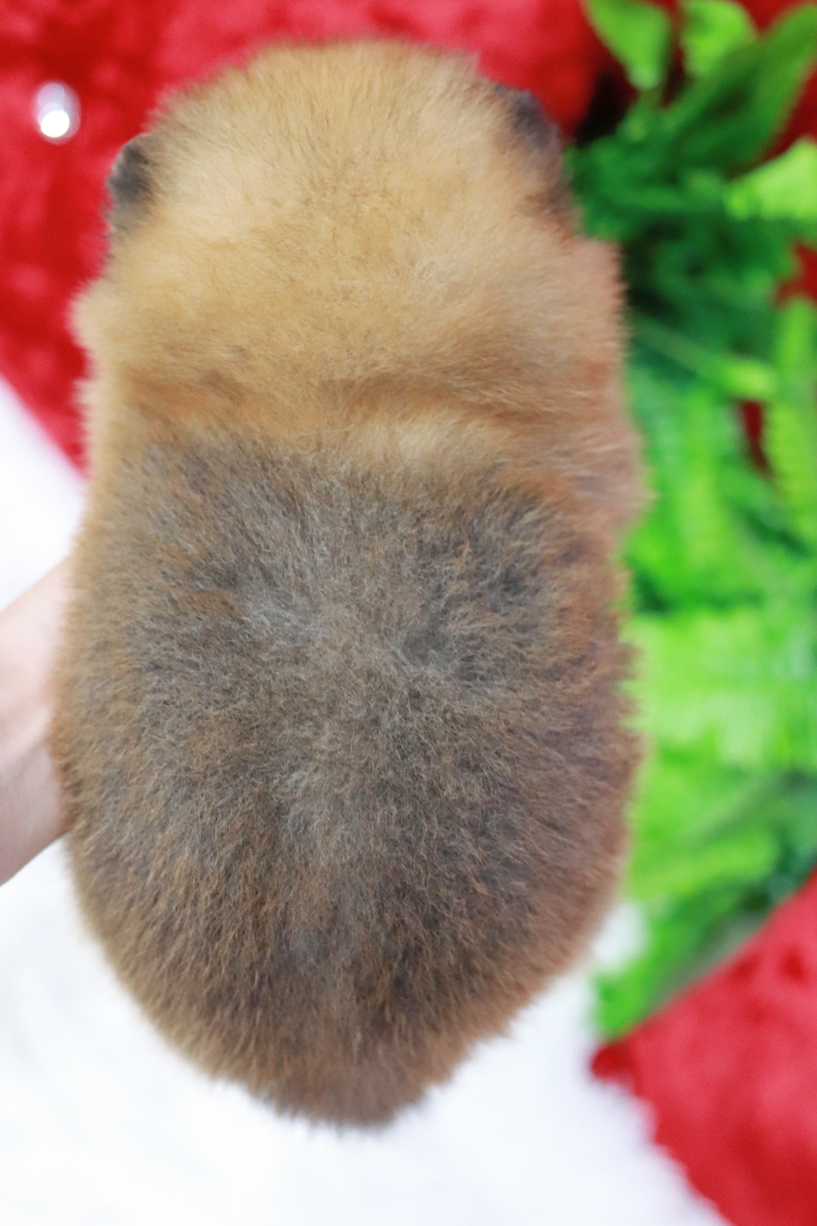 ปอมเมอเรเนียน เพศผู้มีส้ม ขนแน่นๆ