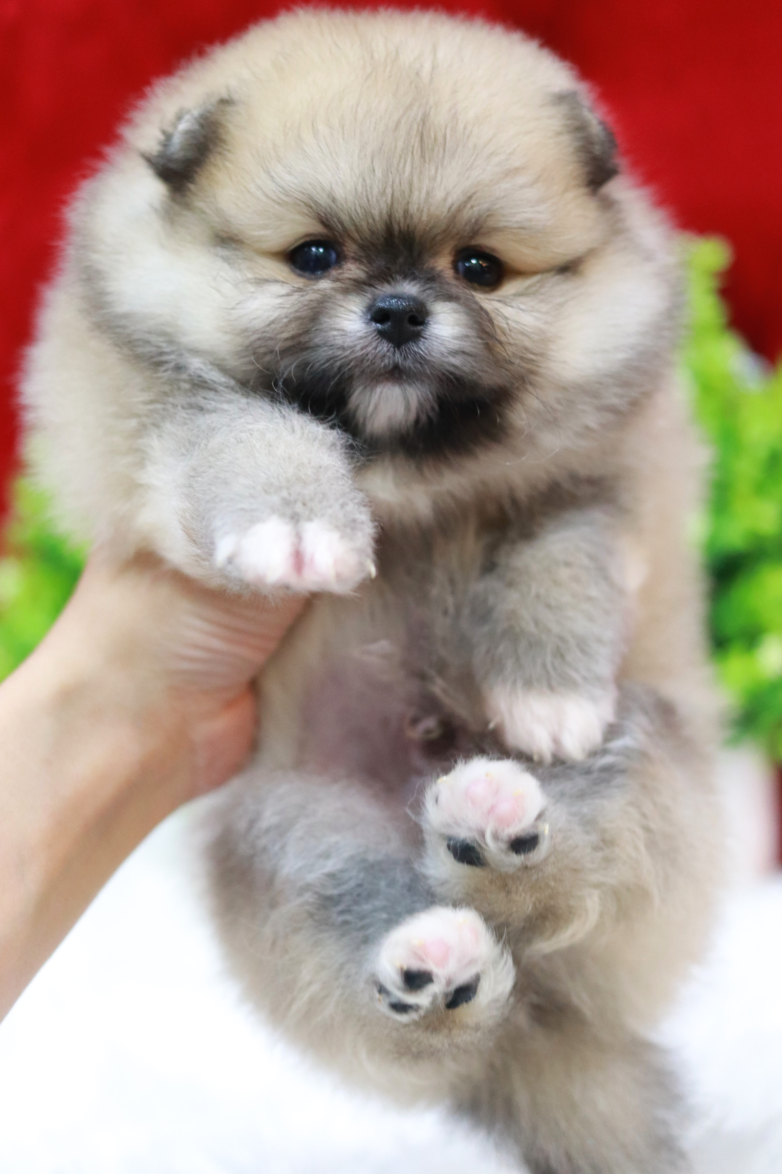 ปอมเมอเรเนียน เพศผู้ สีส้ม ขนแน่นหน้าตุ๊กตา