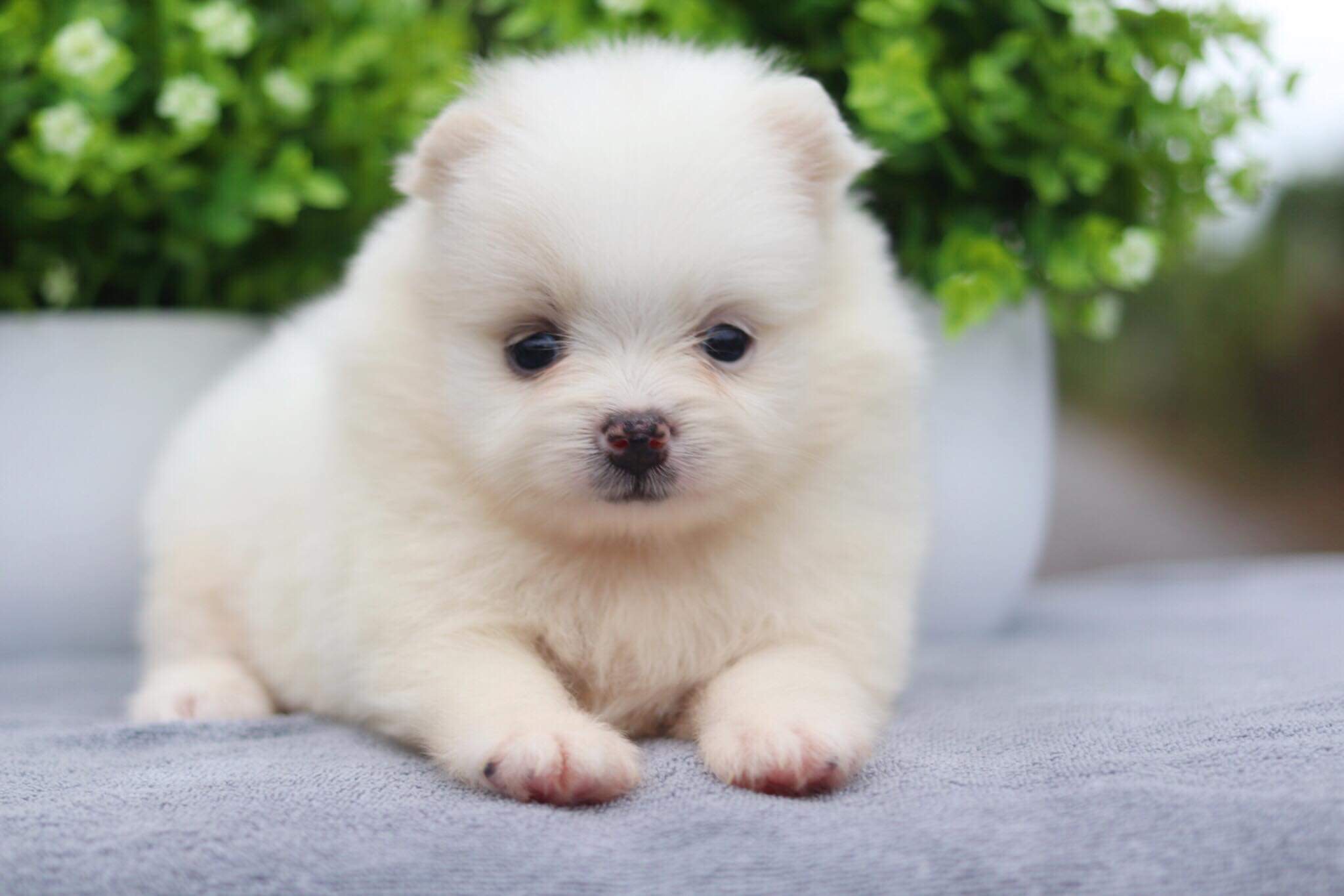 ปอมเมอเรเนียน เพศเมีย