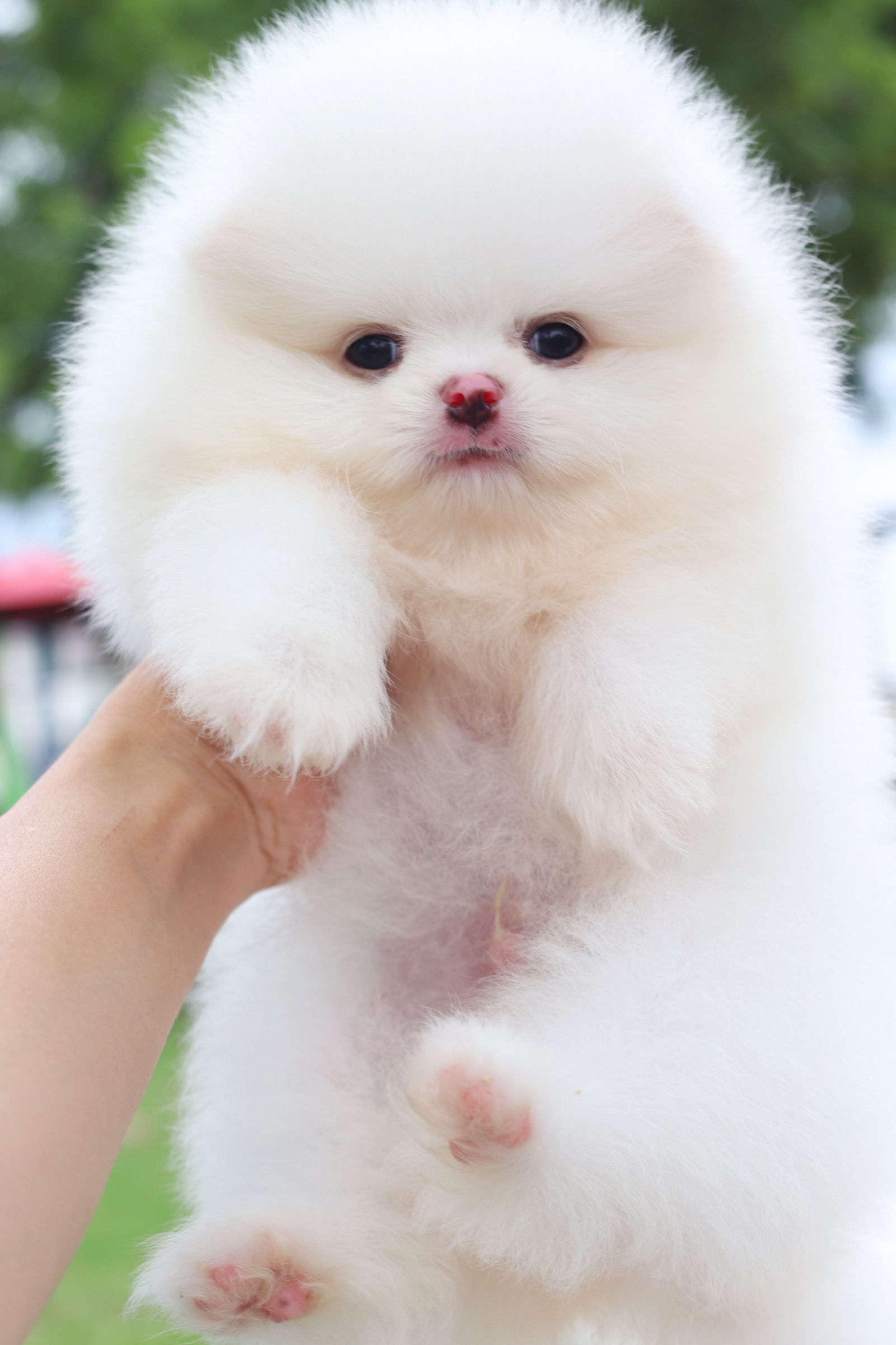 ปอมเมอเรเนียน เพศผู้สีขาวสำลีเกรดโชว์