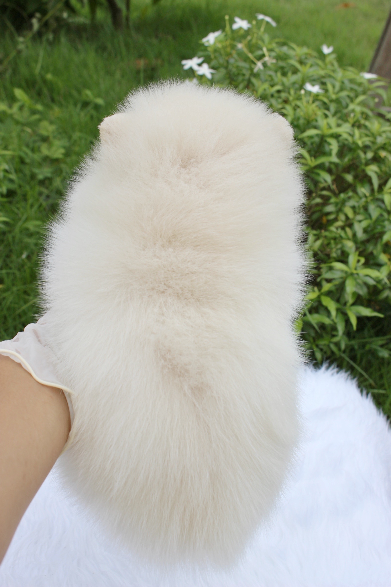 ปอมเมอเรเนียน เพศเมียขาวครีม