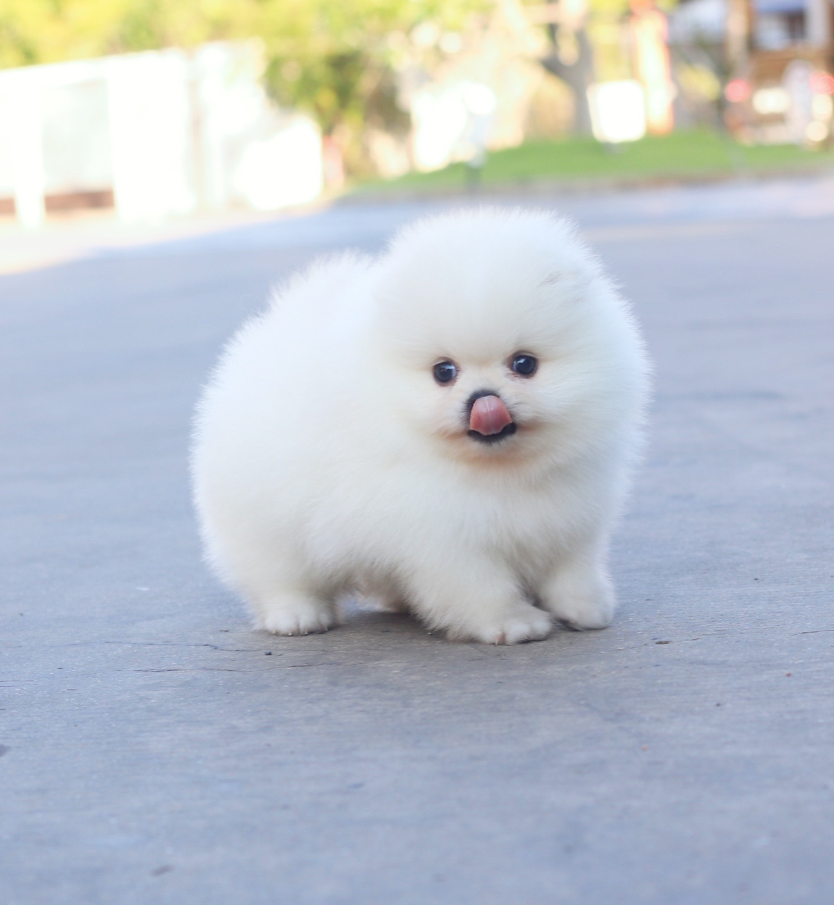 ปอมเมอเรเนียน เพศผู้ สีขาวครีมเกรดโชว์