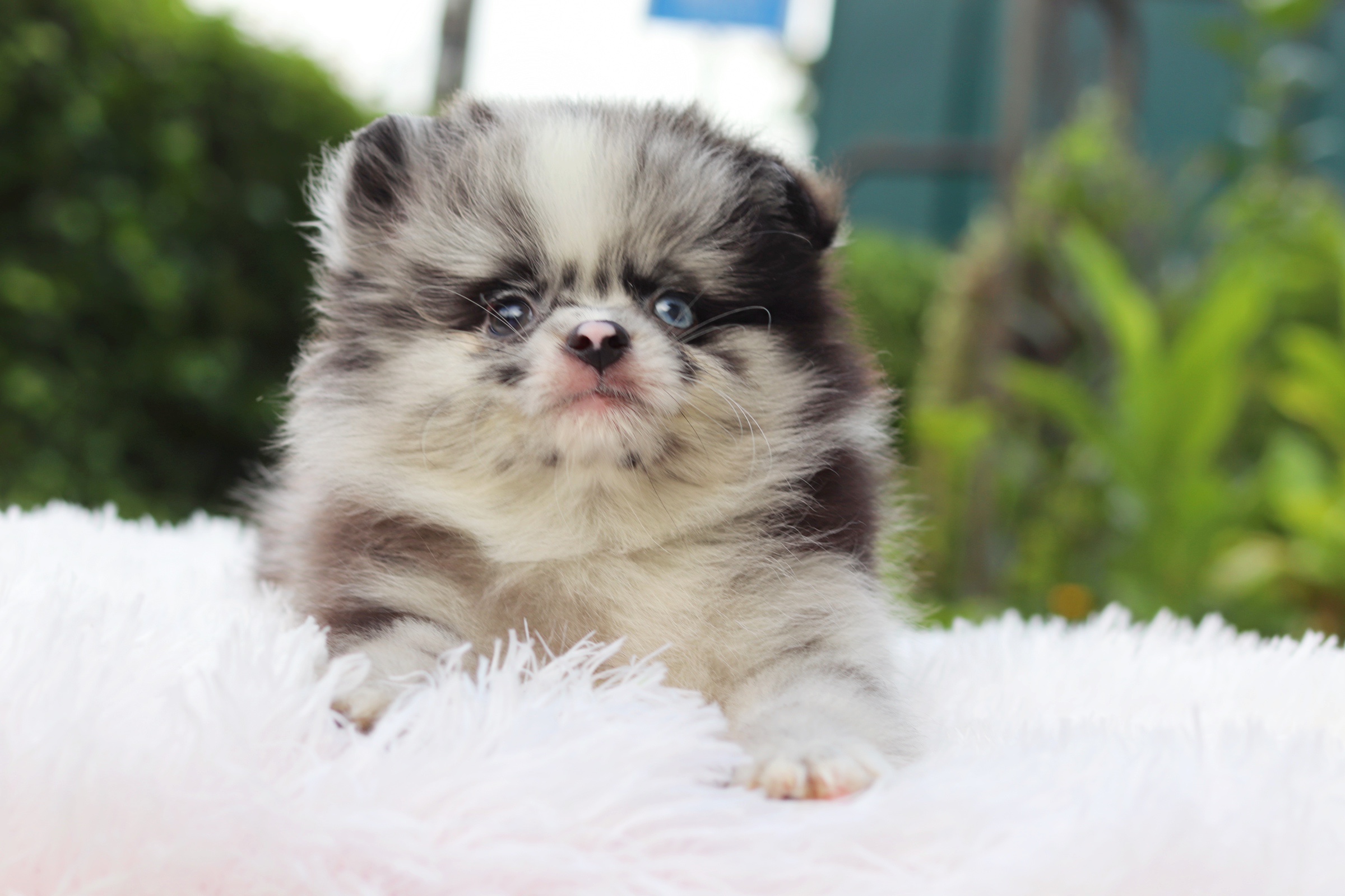 ปอมเมอเรเนียน เพศเมียสีเมอร์เร่ ตาสีฟ้า