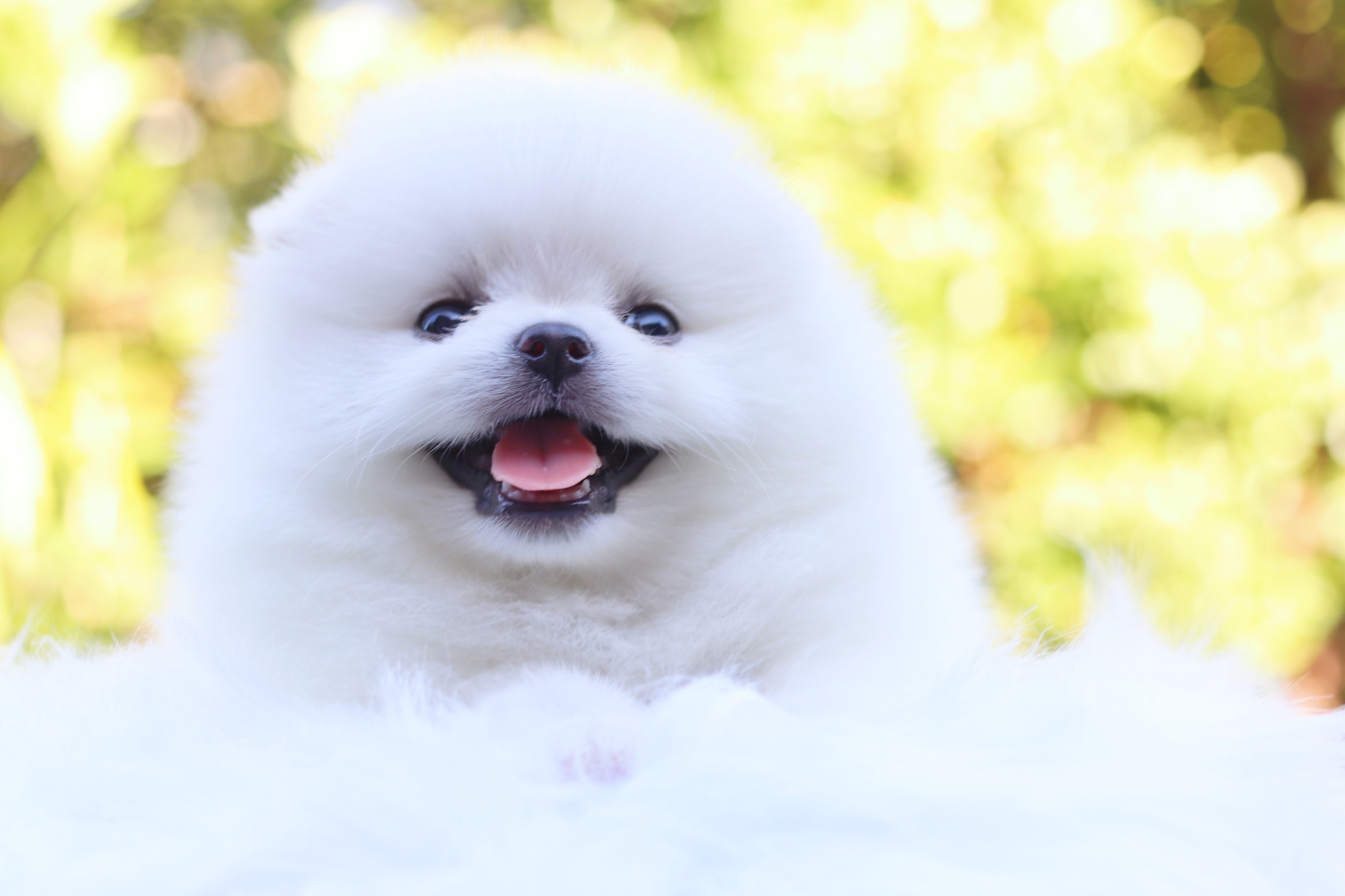 ปอมเมอเรเนียน เพศผู้ สีขาว