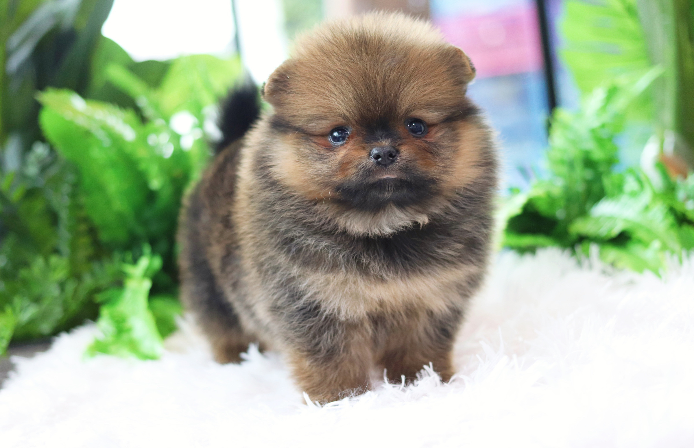 ปอมเมอเรเนียน เพศเมียสีส้ม