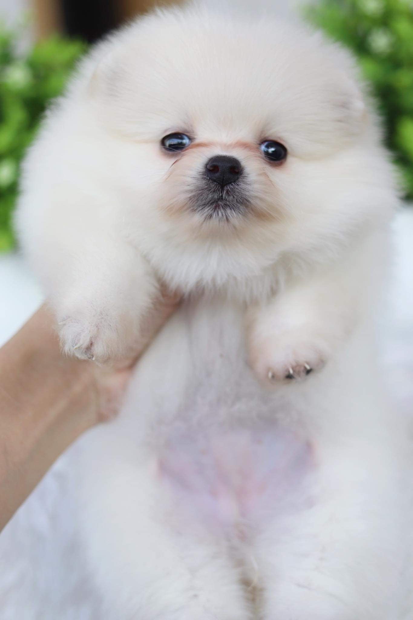 ปอมเมอเรเนียน เพศเมีย